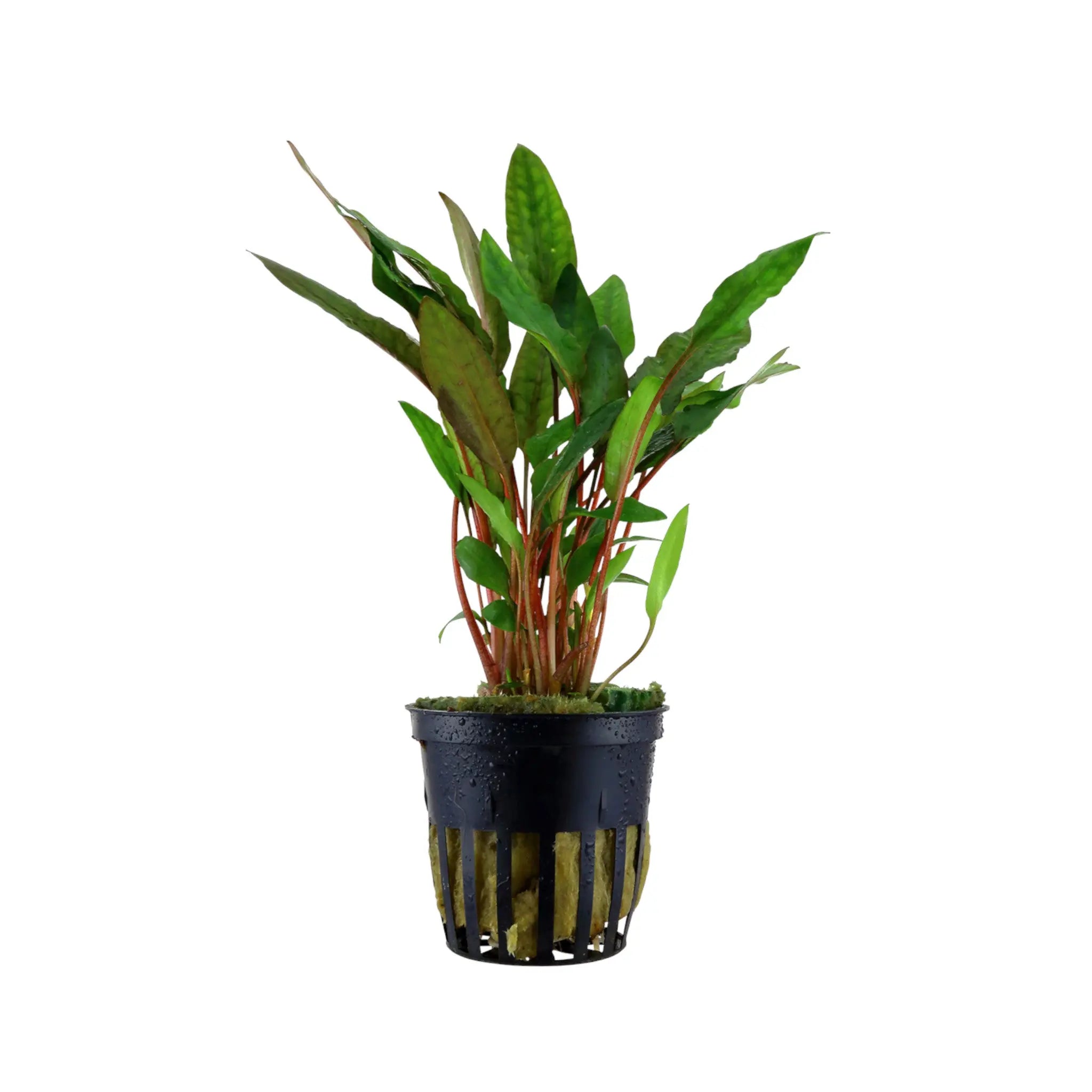 Cryptocoryne petchii Aquafleur