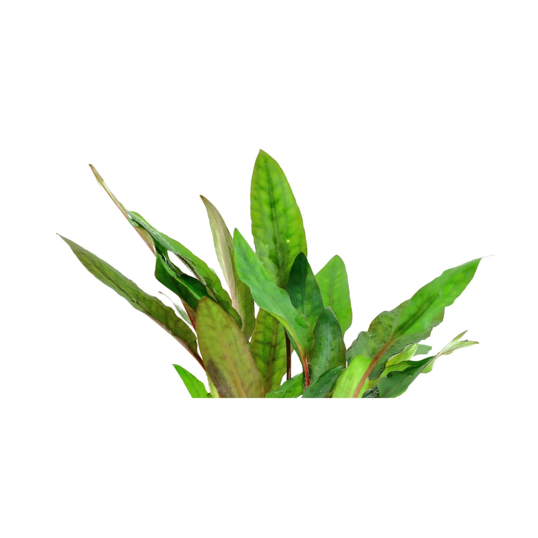 Cryptocoryne petchii Aquafleur
