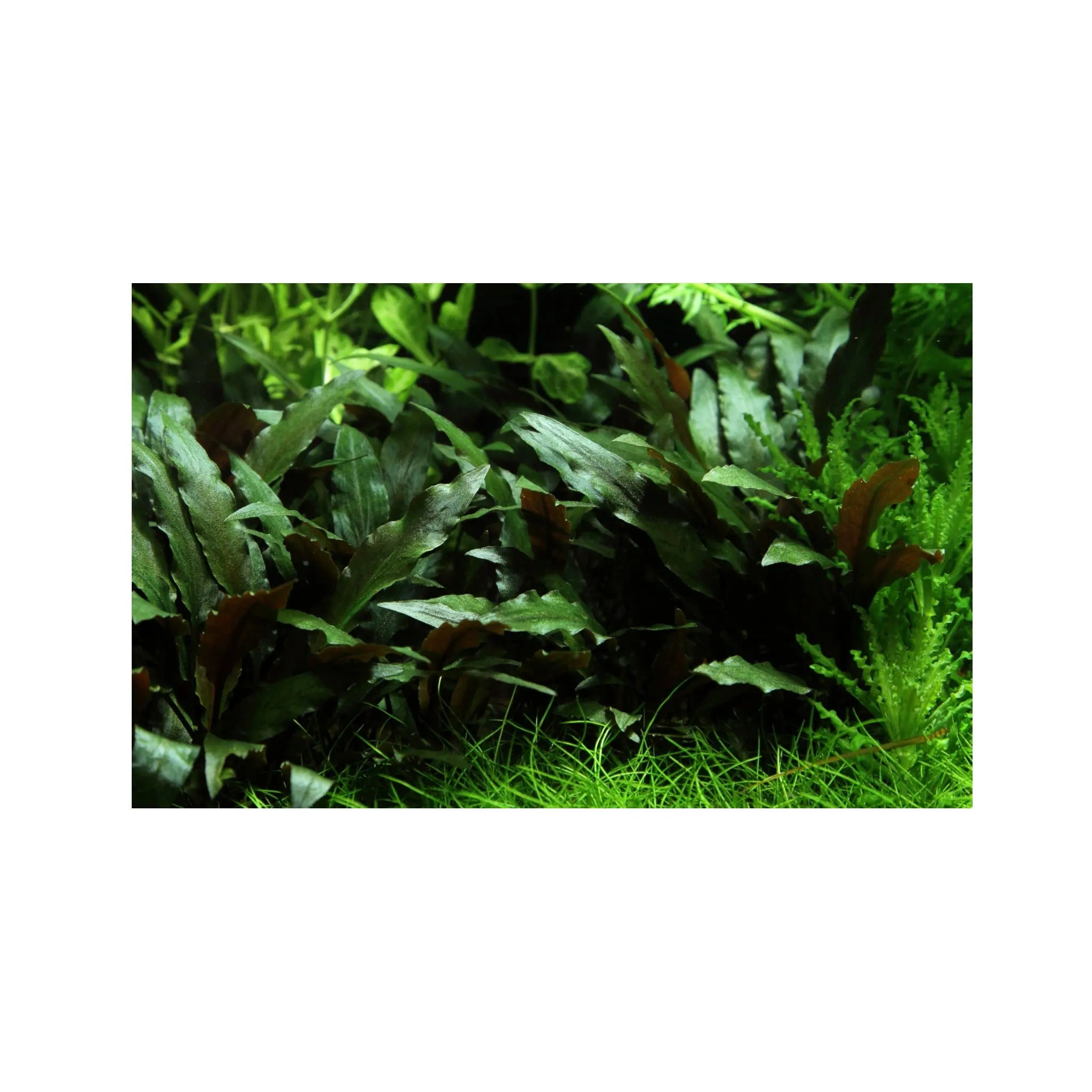 Cryptocoryne petchii Aquafleur