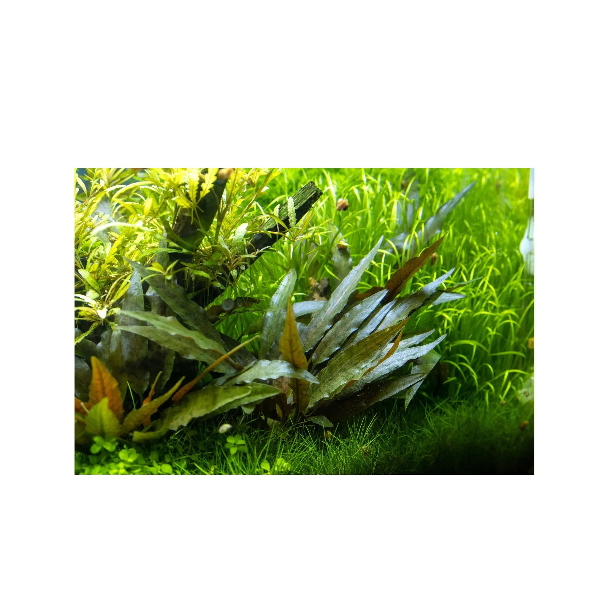 Cryptocoryne petchii Aquafleur