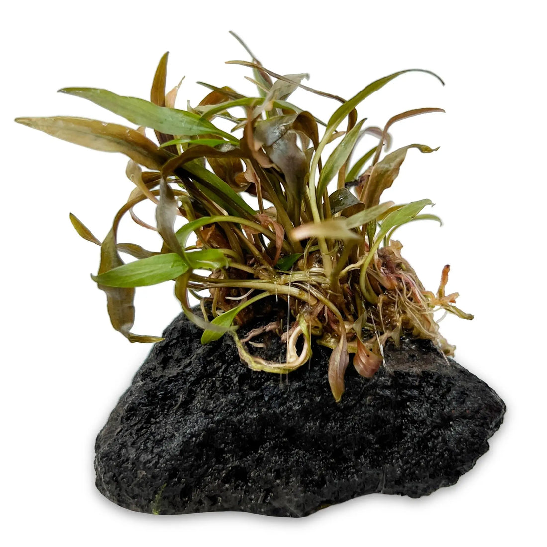 Cryptocoryne on Lava Rock - Mini - Aqua Essentials