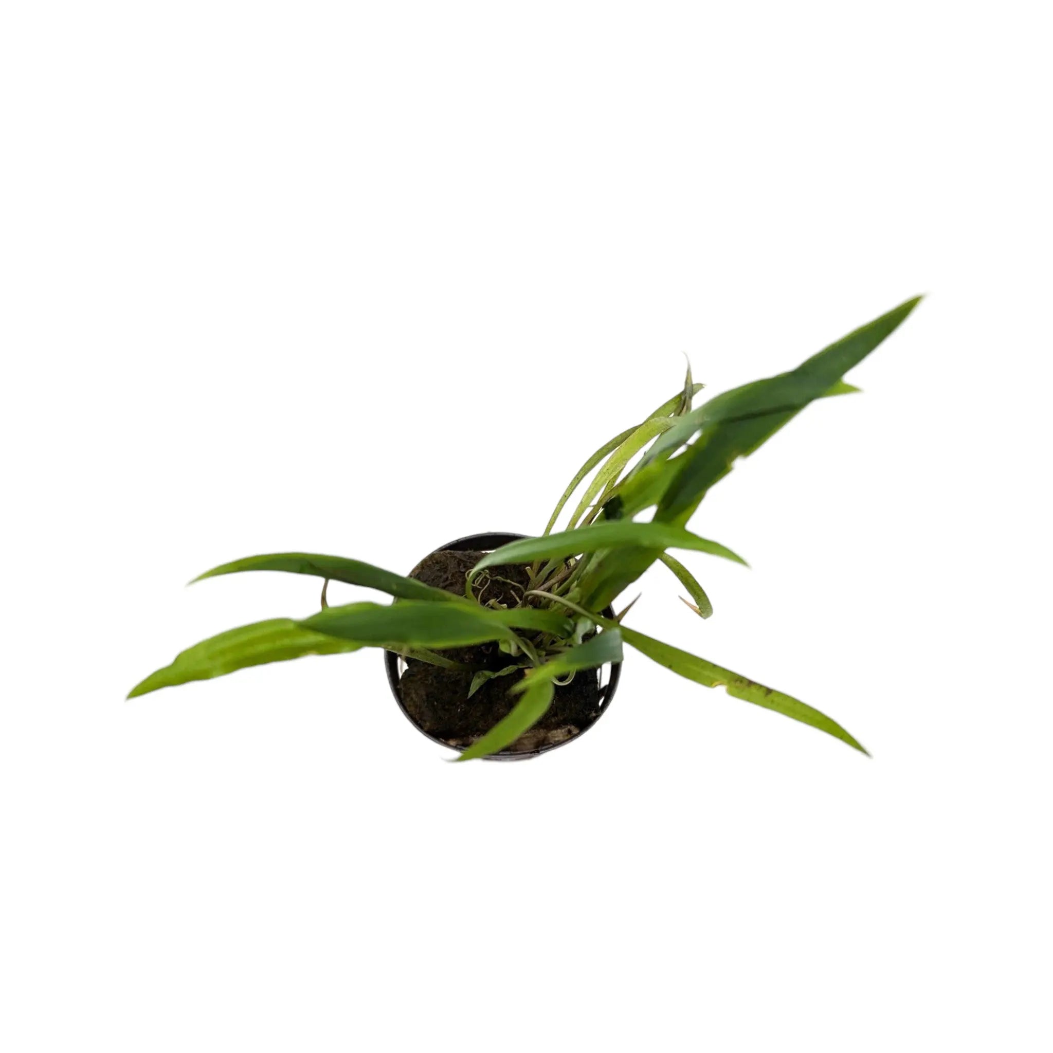 Cryptocoryne spiralis Aquafleur