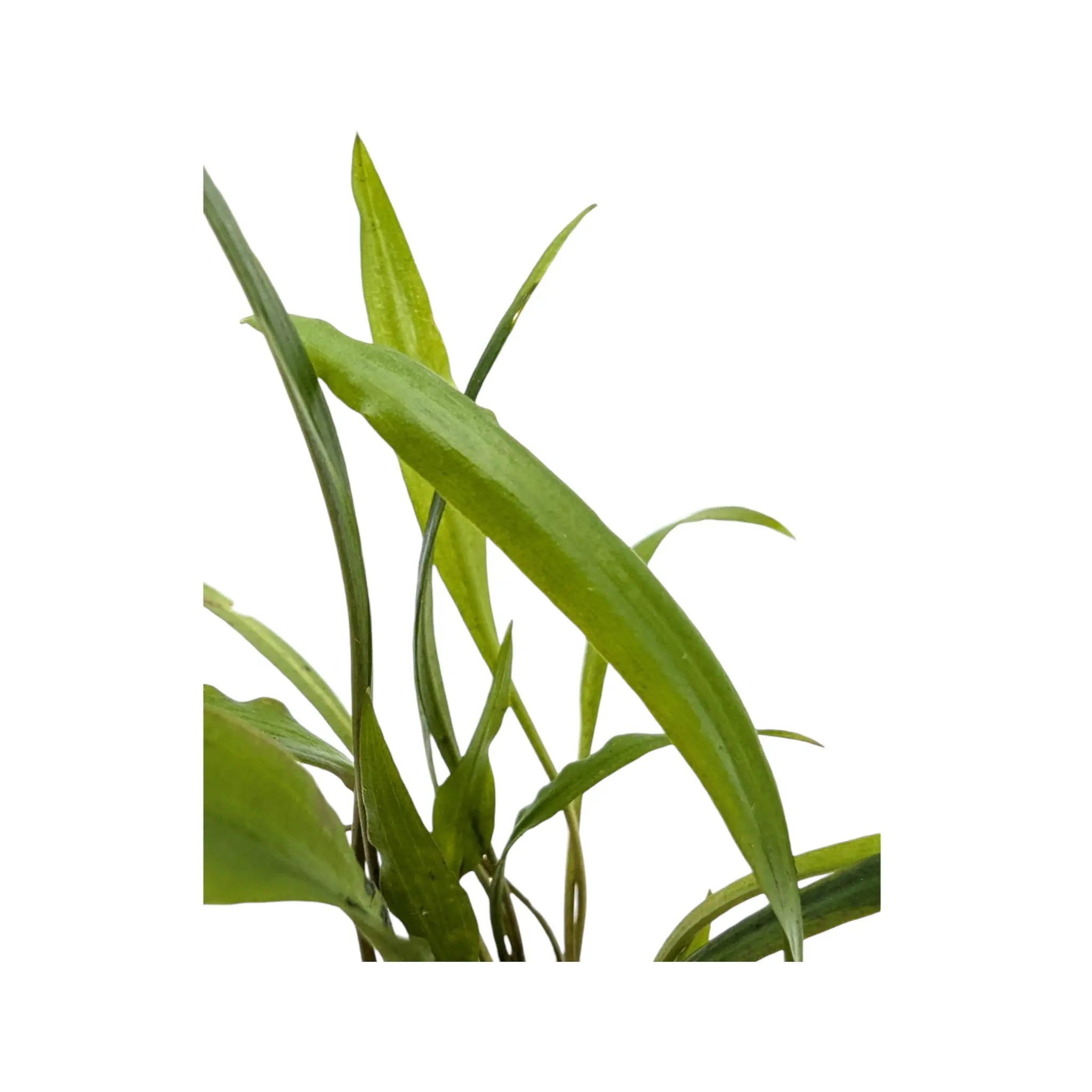 Cryptocoryne spiralis Aquafleur