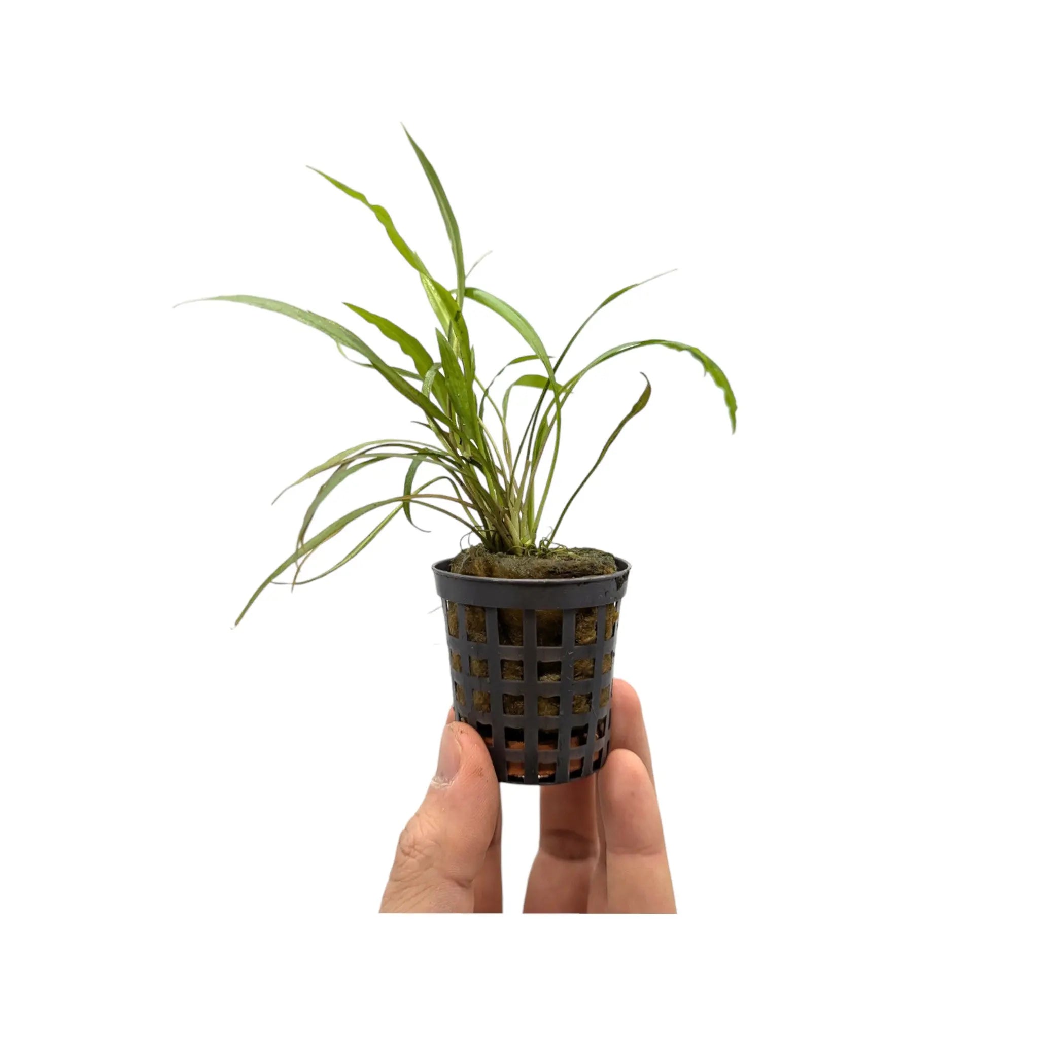 Cryptocoryne spiralis Aquafleur