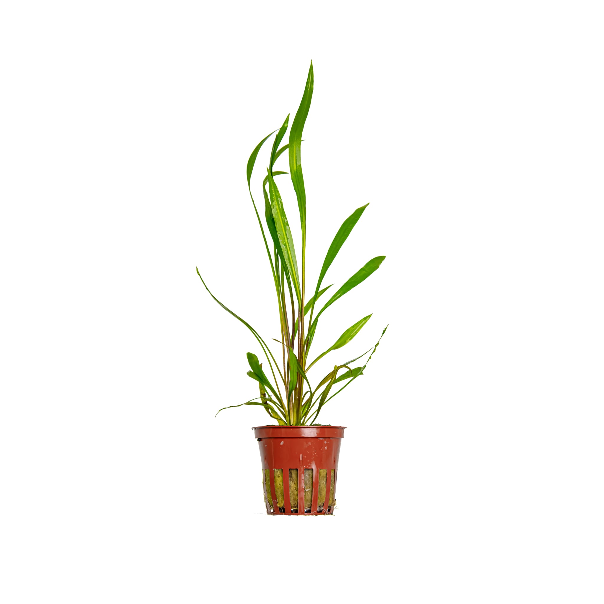 Cryptocoryne spiralis Red - Red Background Plant