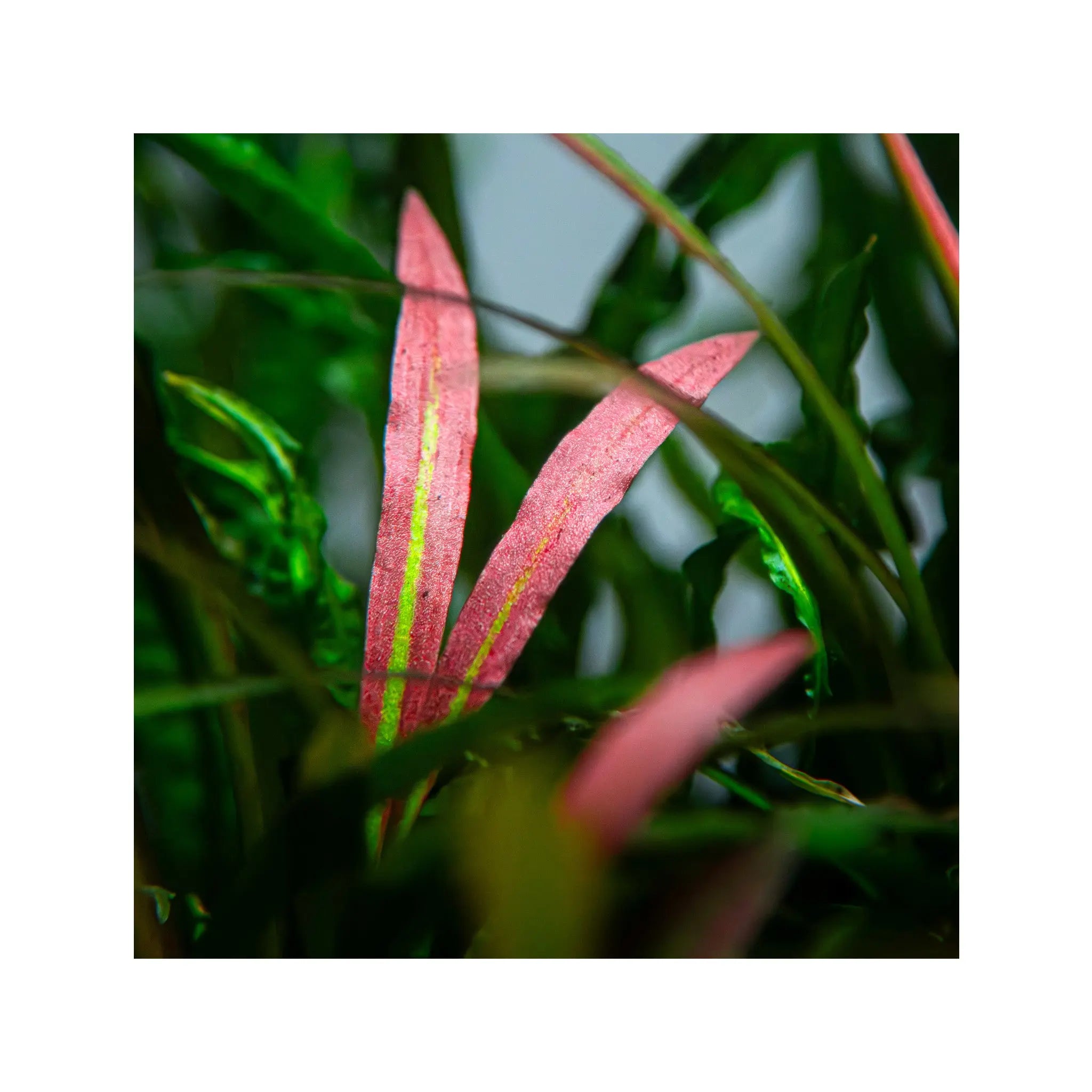 Cryptocoryne spiralis &