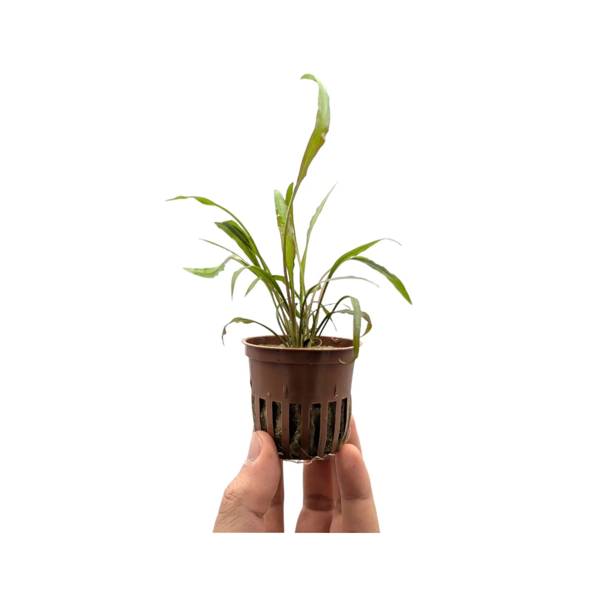 Cryptocoryne spiralis &