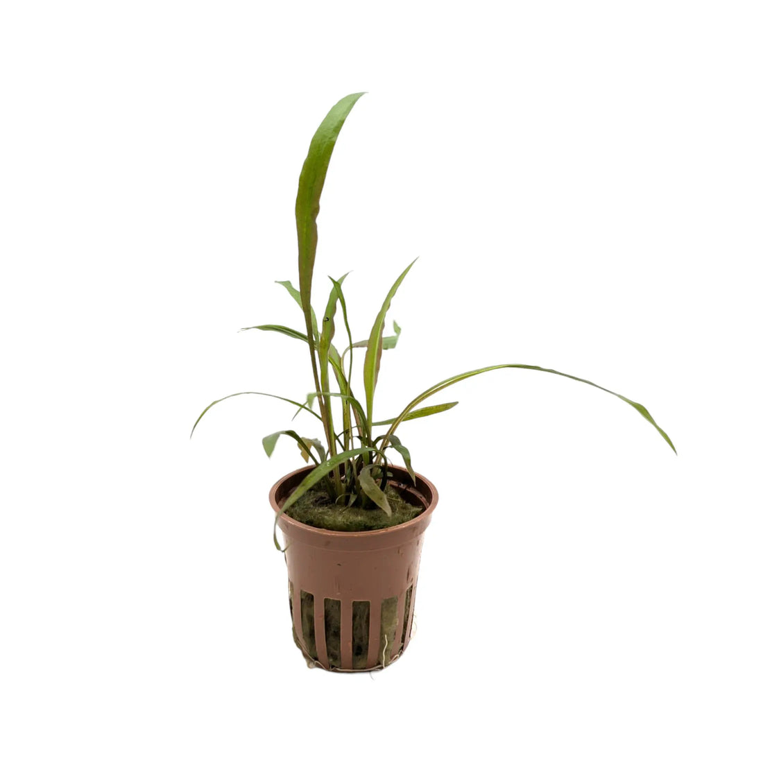 Cryptocoryne spiralis &