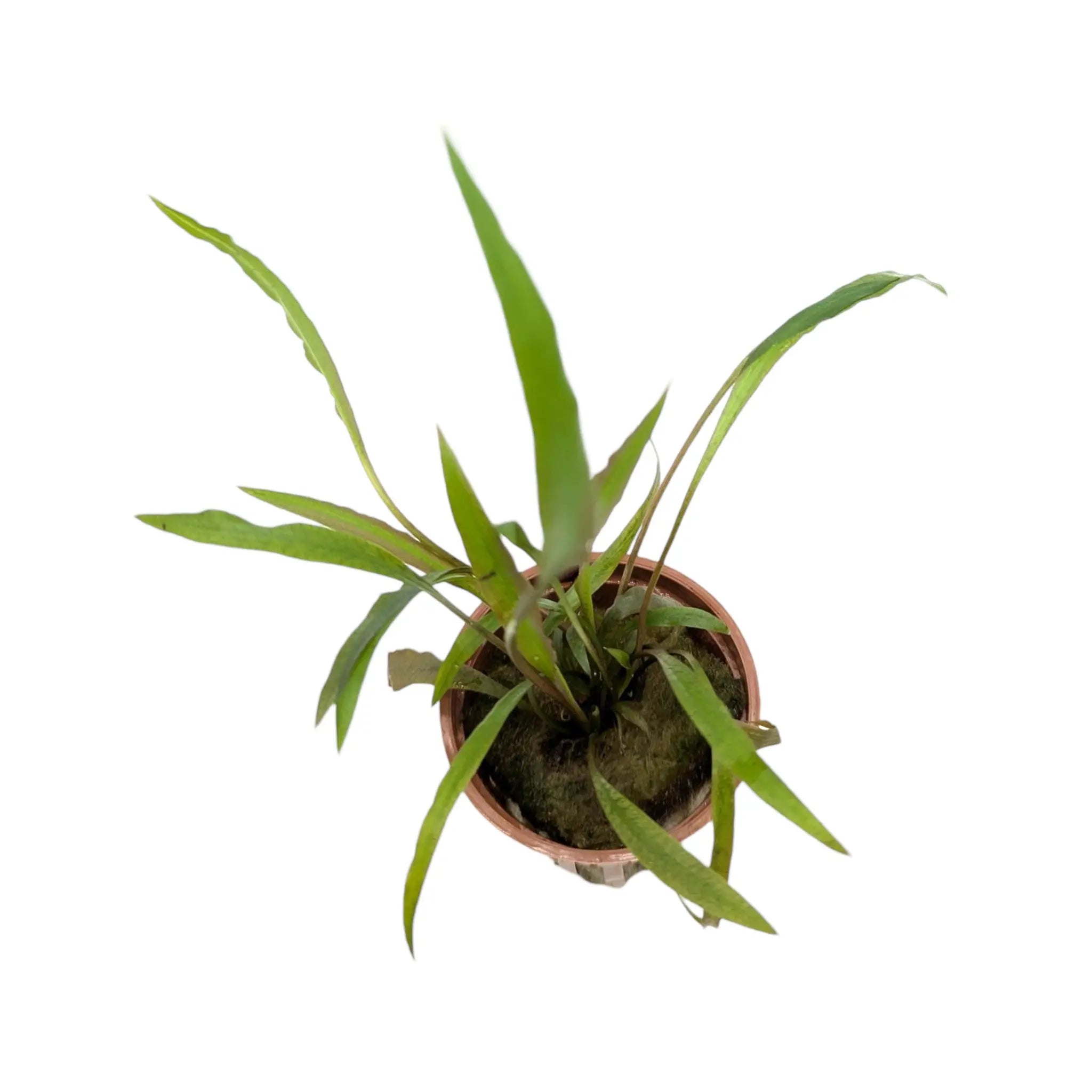 Cryptocoryne spiralis &