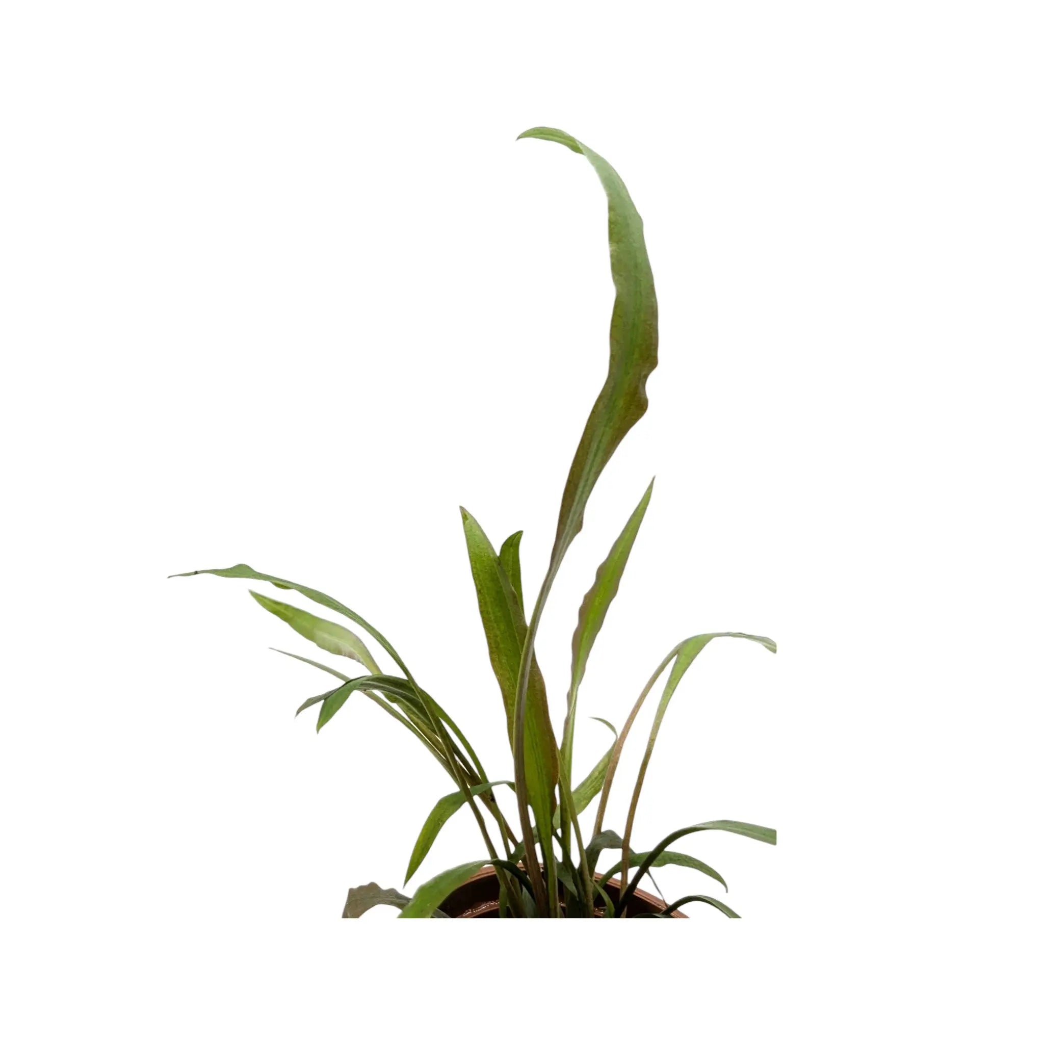 Cryptocoryne spiralis &