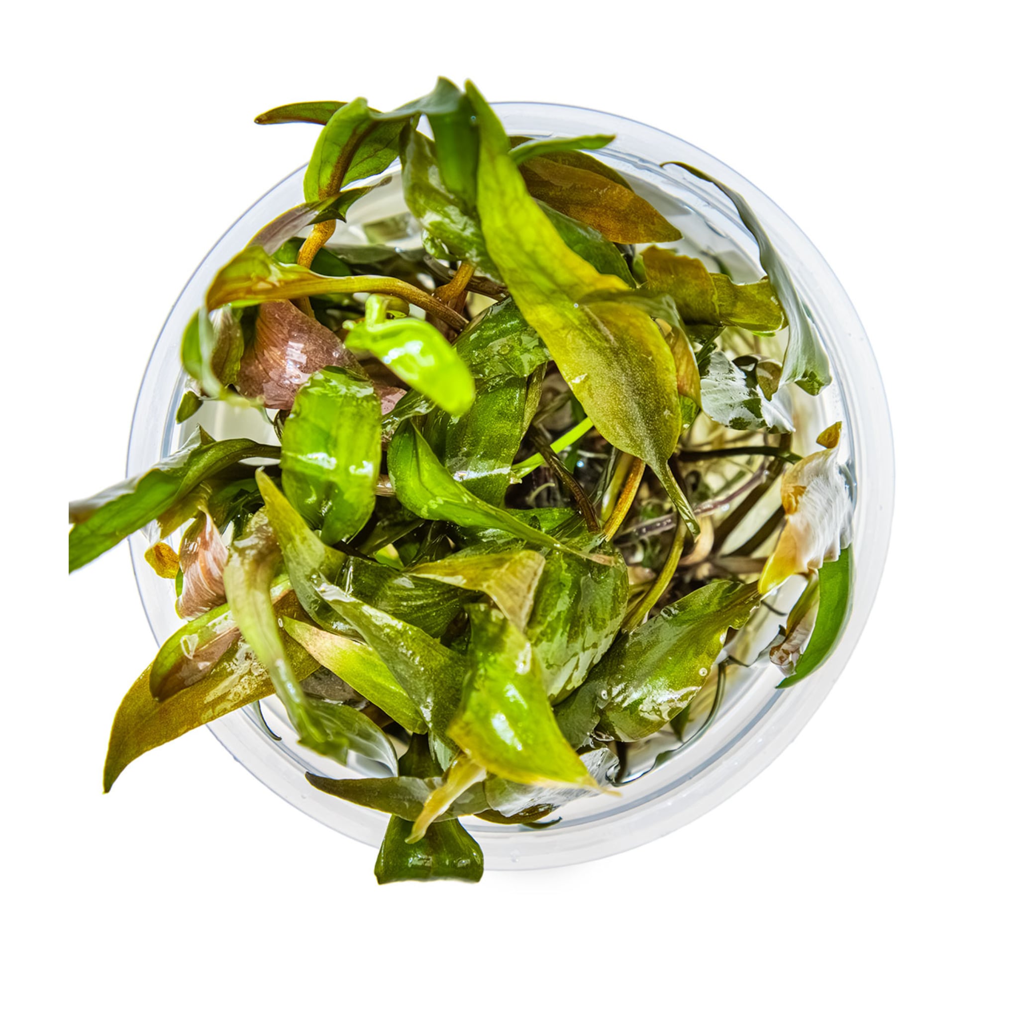 Tropica Cryptocoryne undulata Broad Leaf 1-2-GROW!