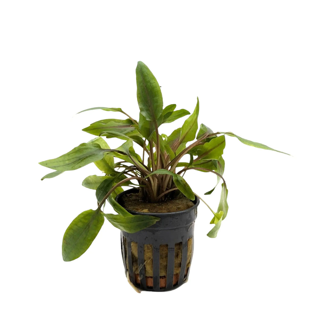 Cryptocoryne undulatus Green Aquafleur