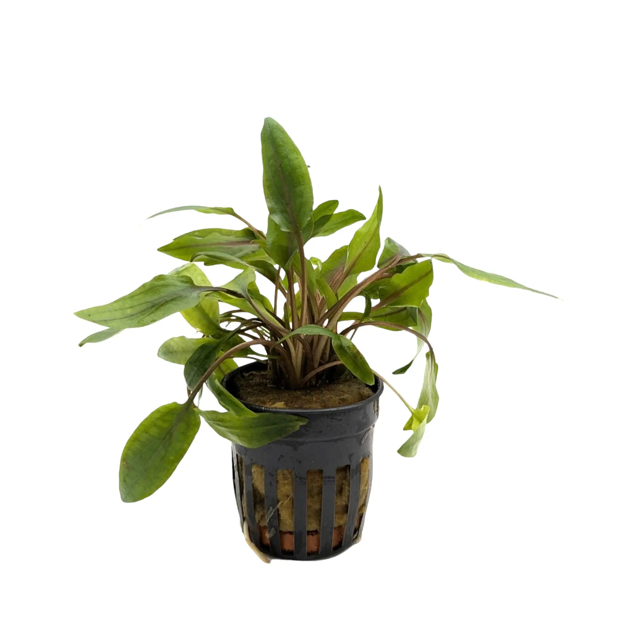 Cryptocoryne undulatus Green Aquafleur