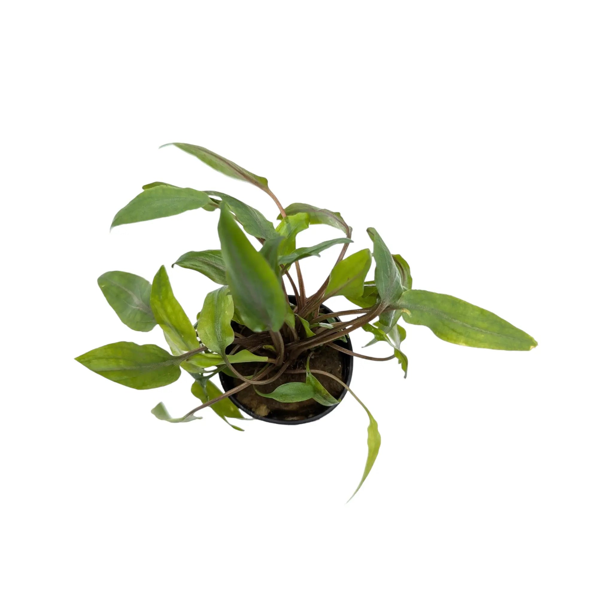 Cryptocoryne undulatus Green Aquafleur