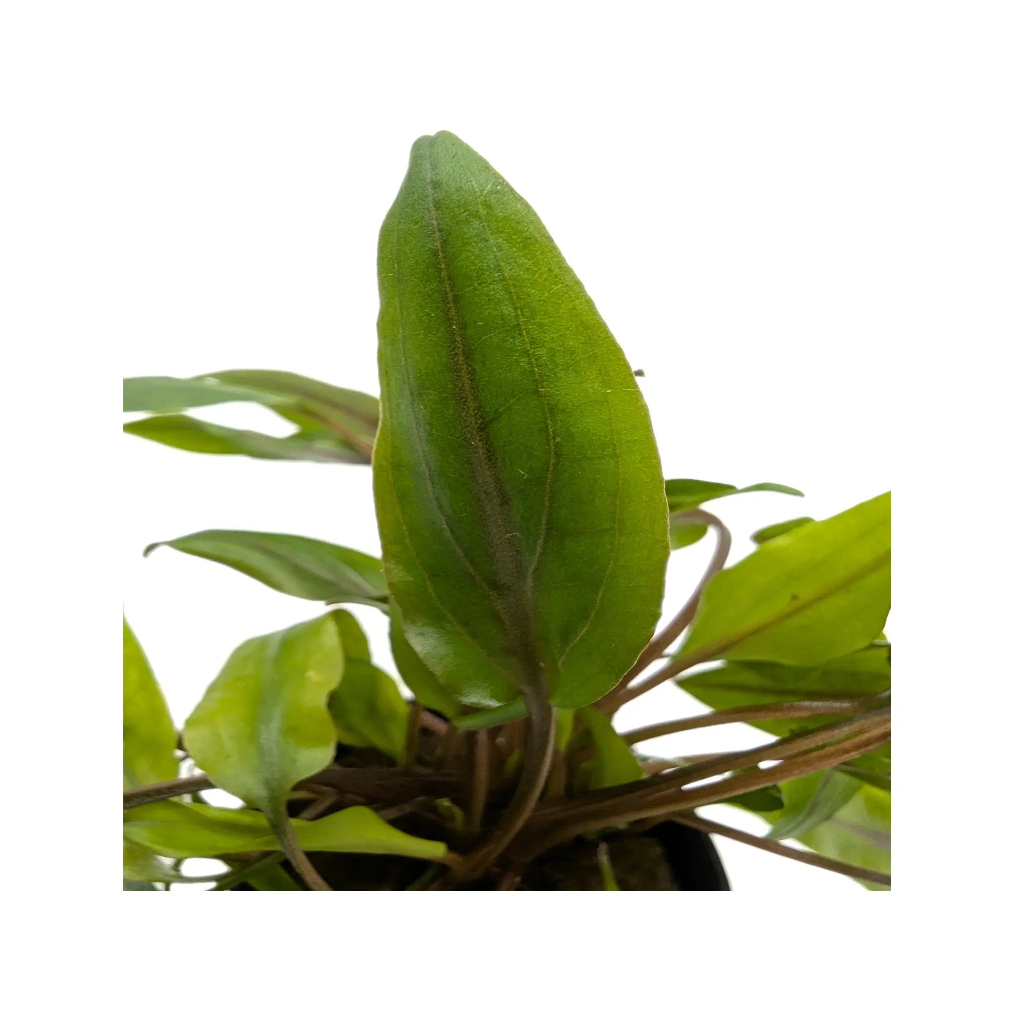 Cryptocoryne undulatus Green Aquafleur