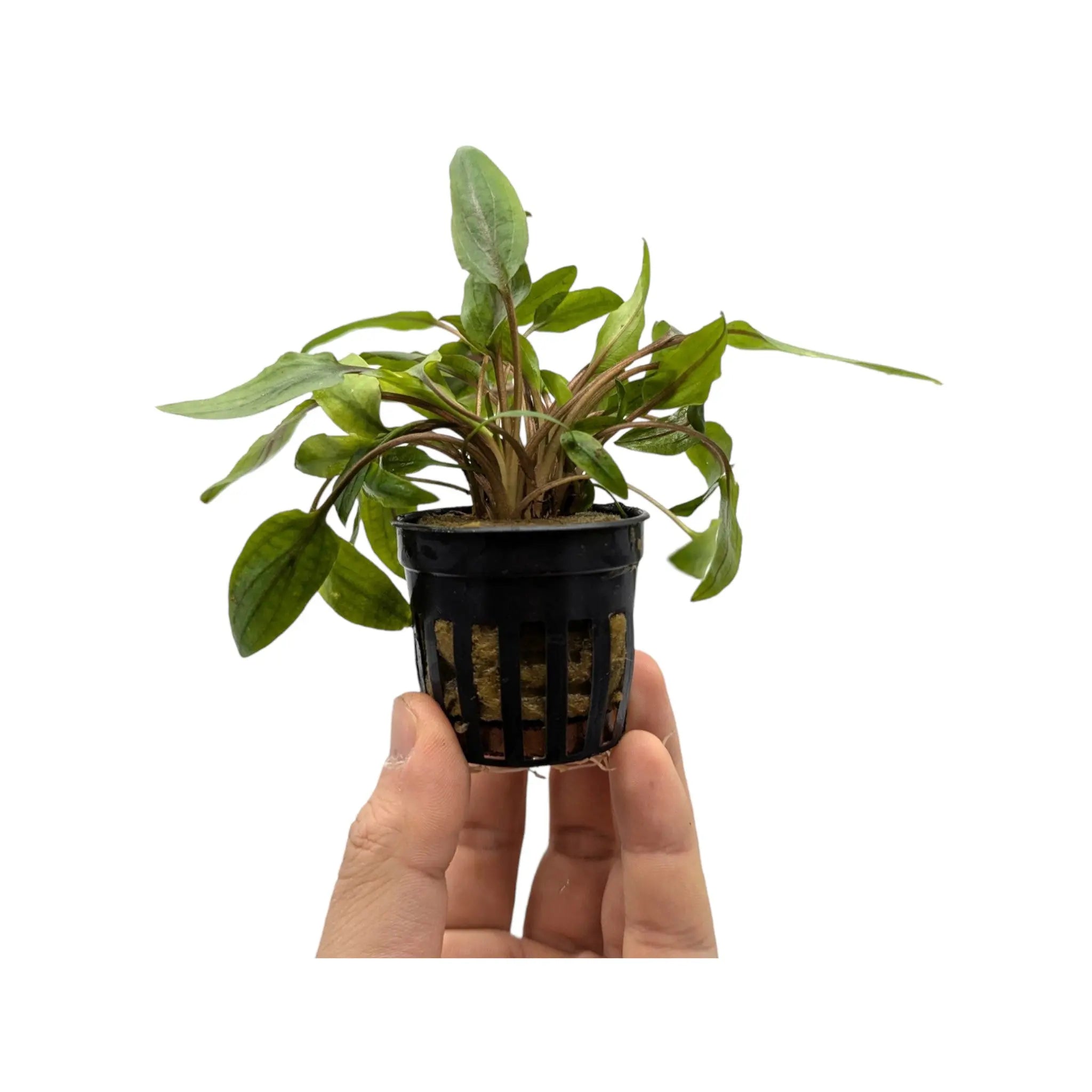 Cryptocoryne undulatus Green Aquafleur