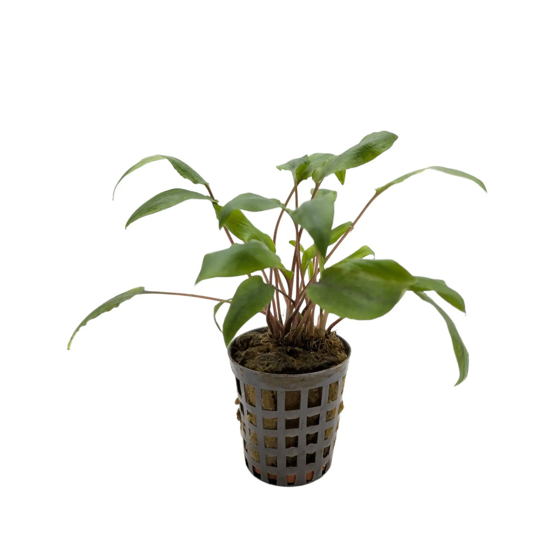 Cryptocoryne undulatus kasselman Aquafleur