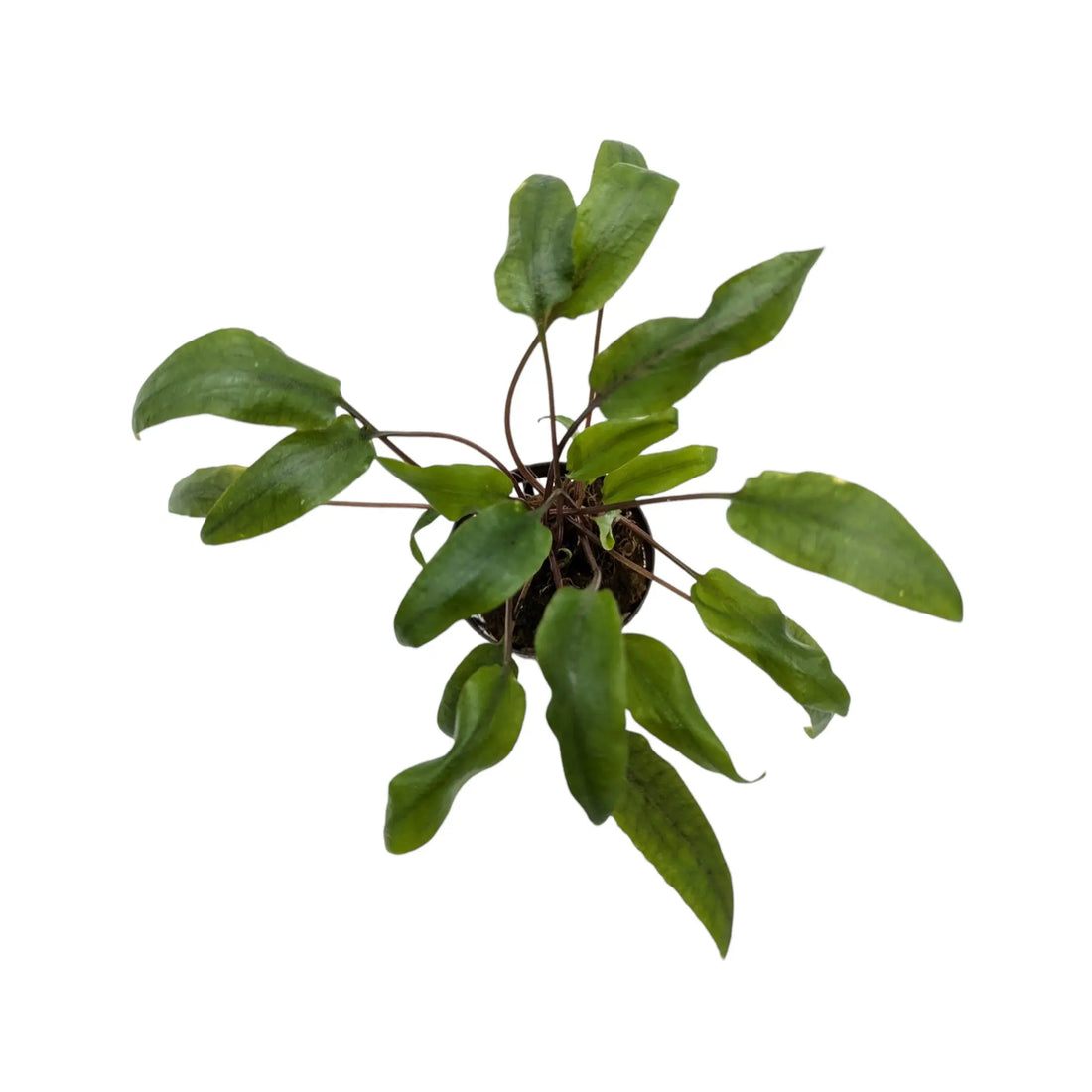 Cryptocoryne undulatus kasselman Aquafleur