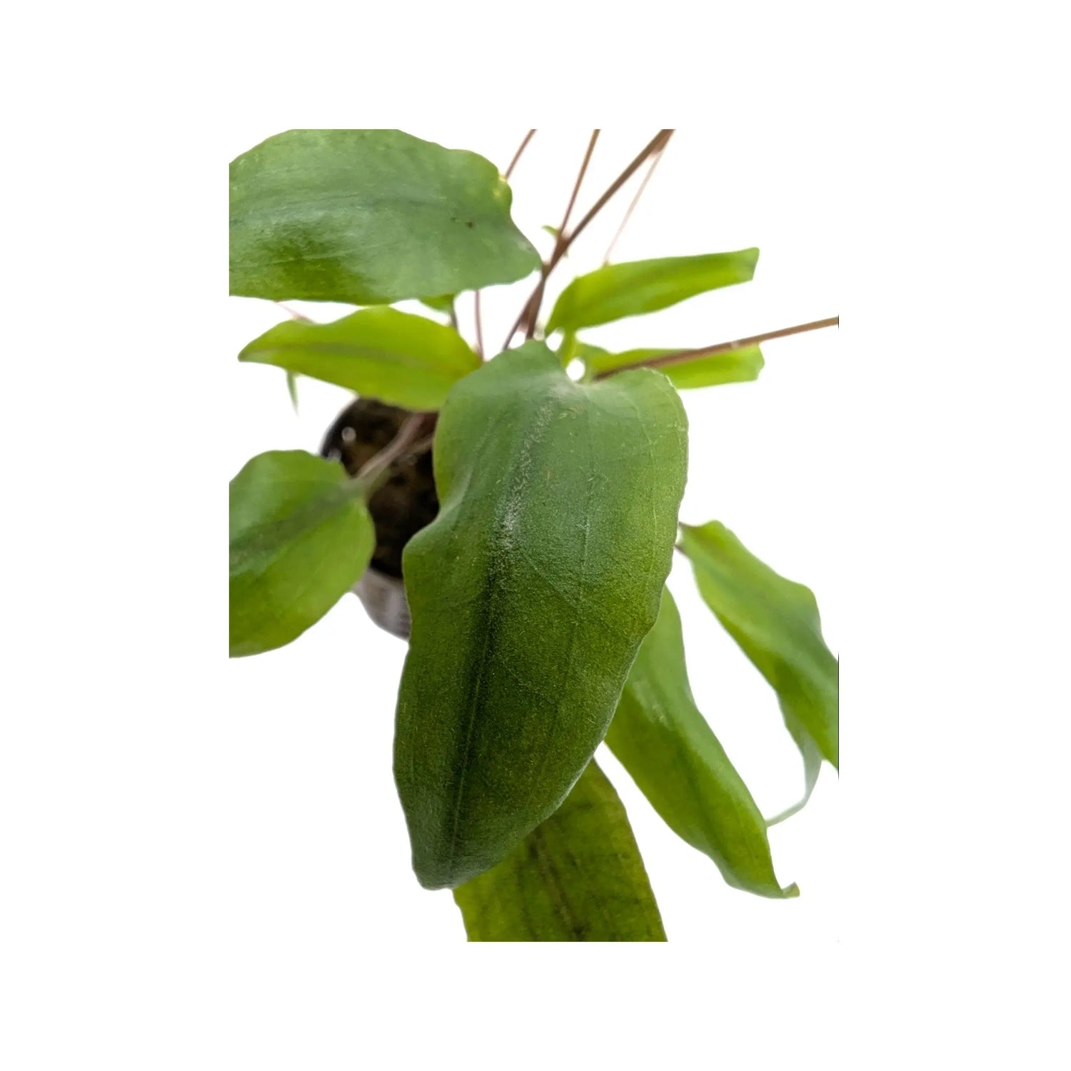 Cryptocoryne undulatus kasselman Aquafleur