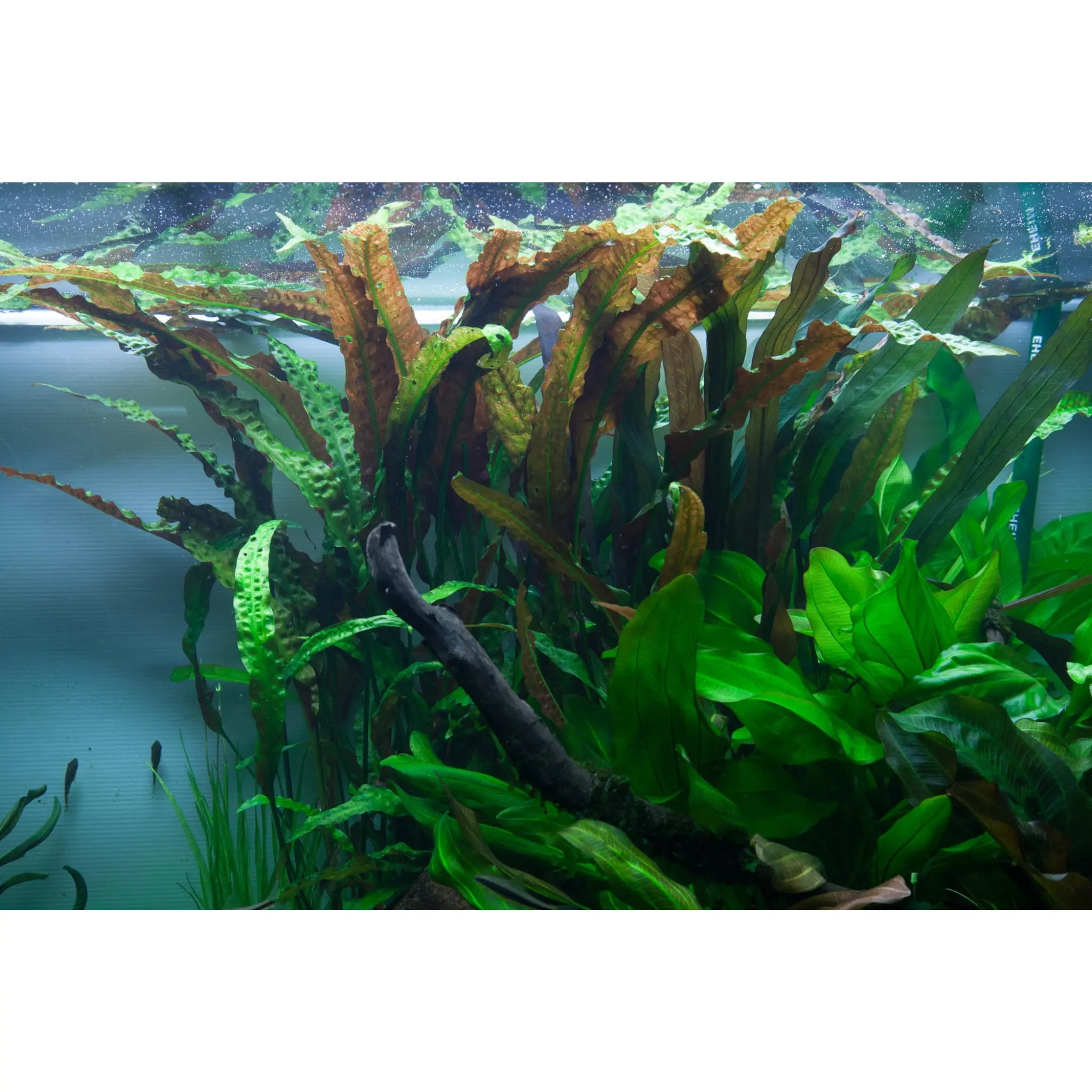 Cryptocoryne usteriana - Aqua Essentials