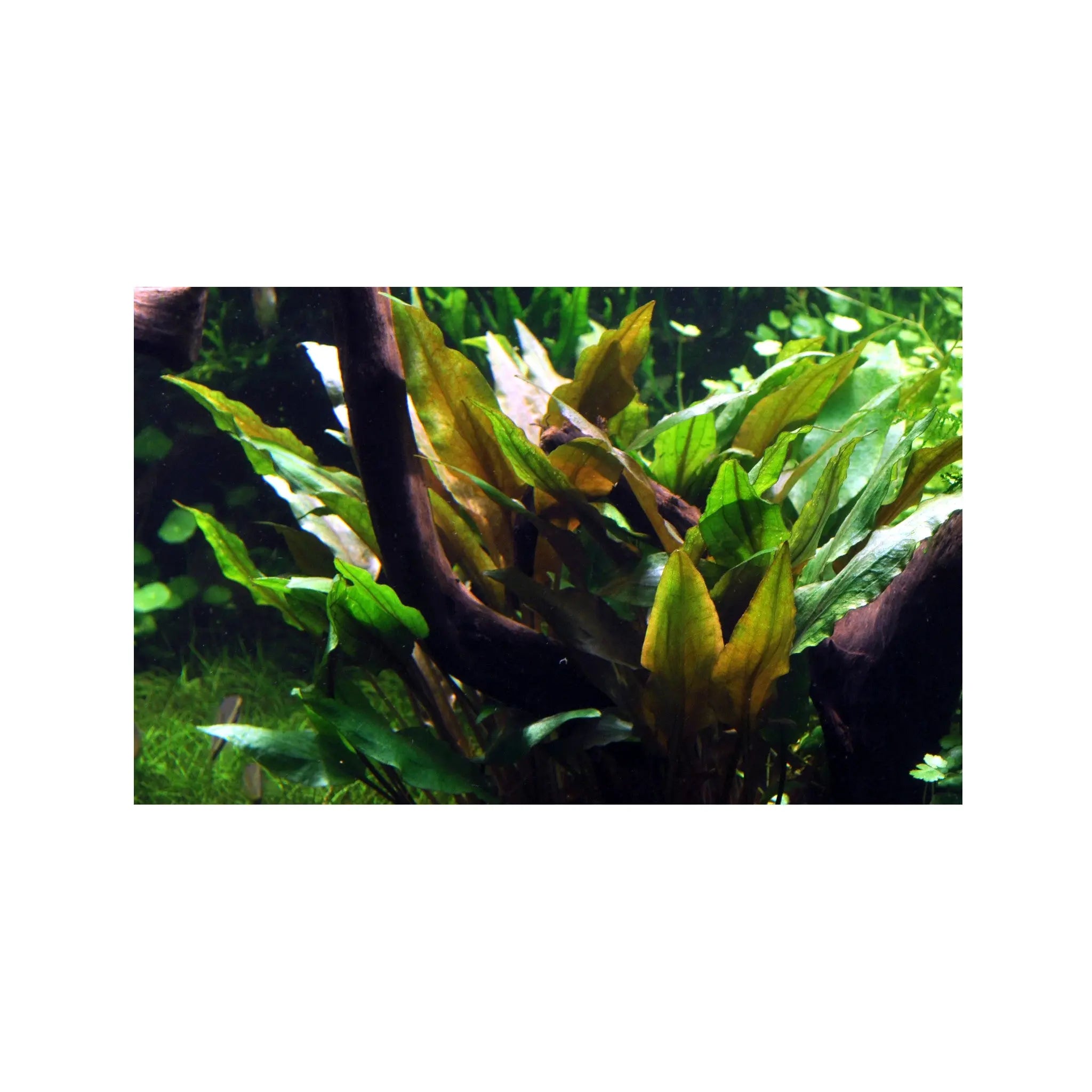 Cryptocoryne usteriana Tropica