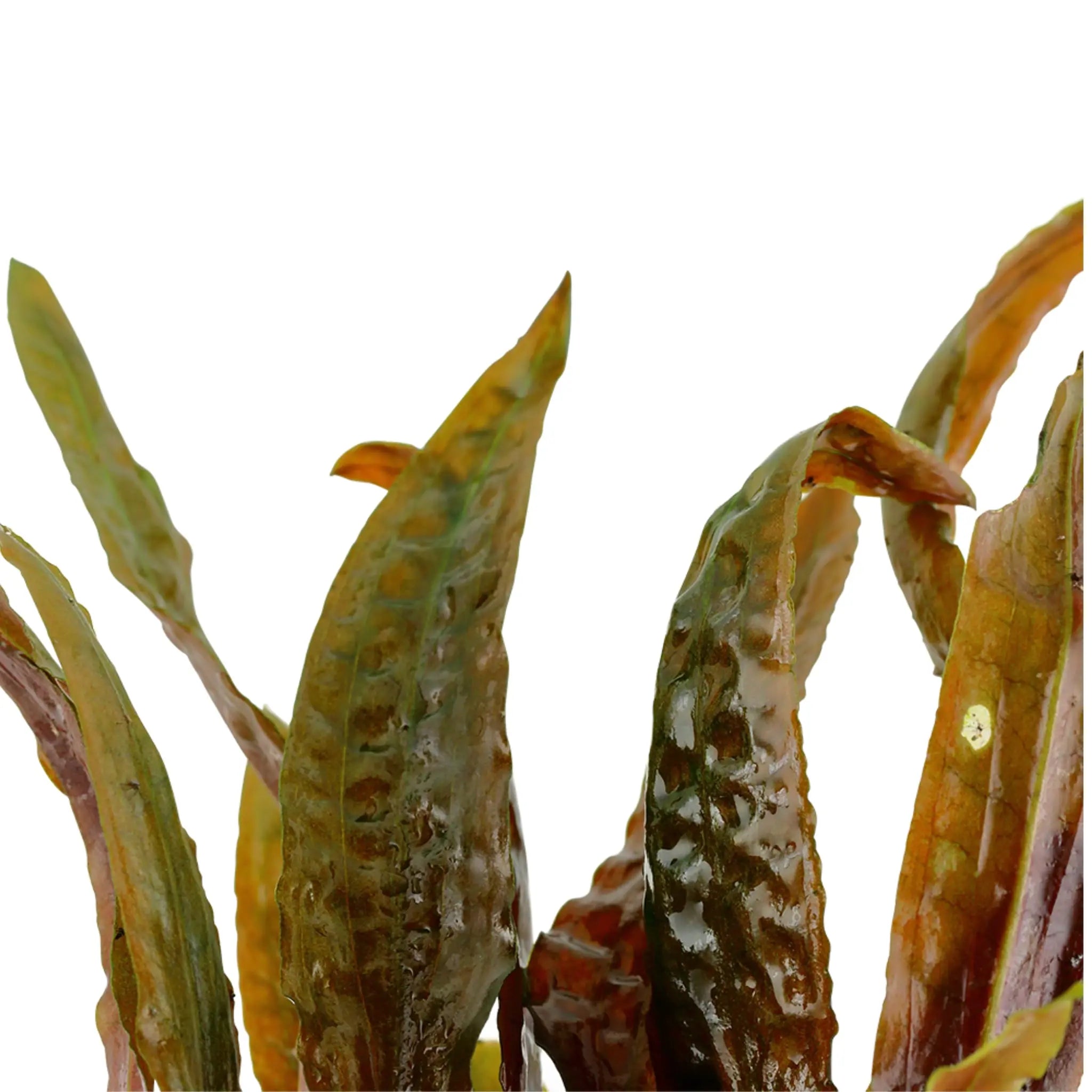 Cryptocoryne usteriana - Aqua Essentials