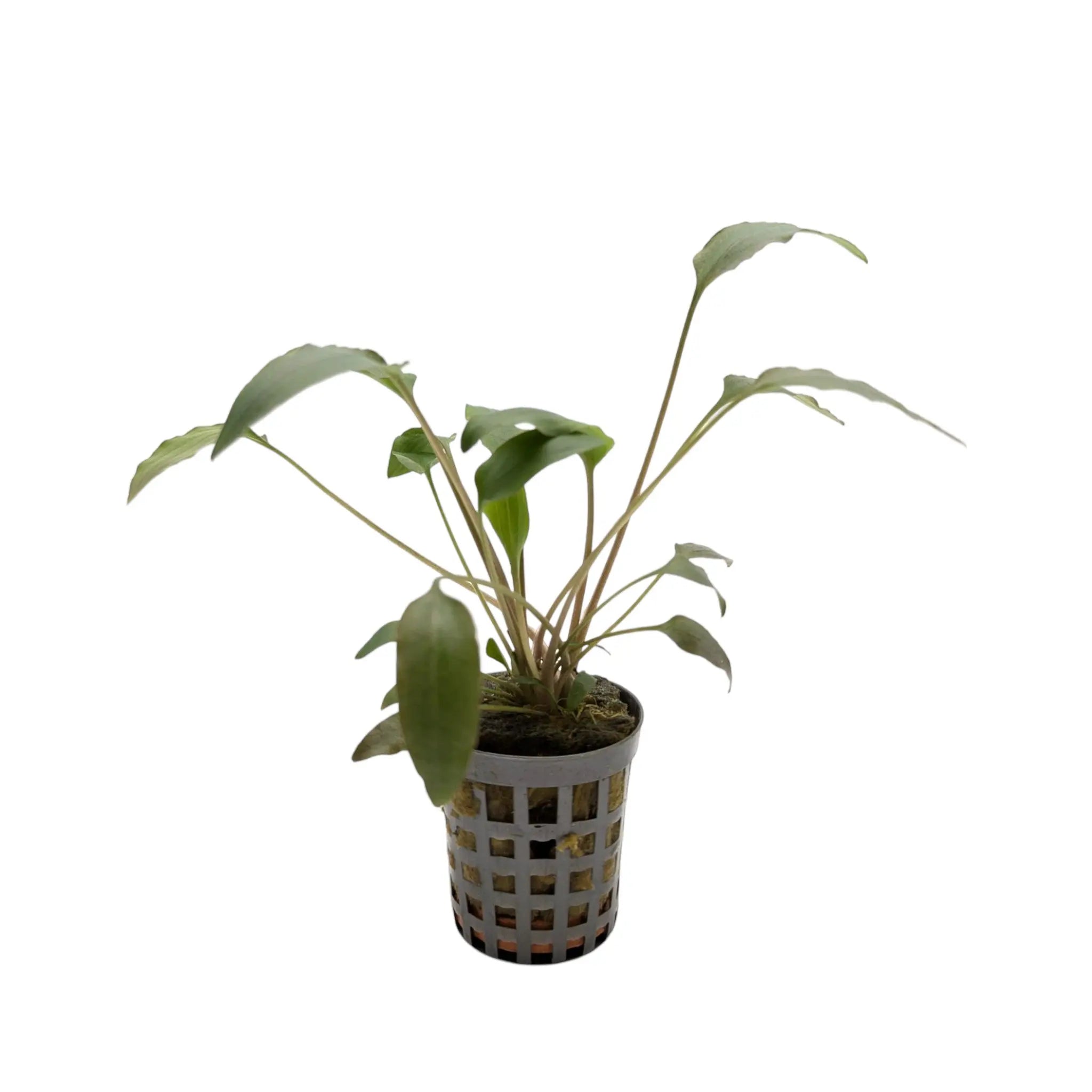 Cryptocoryne walkeri Aquafleur