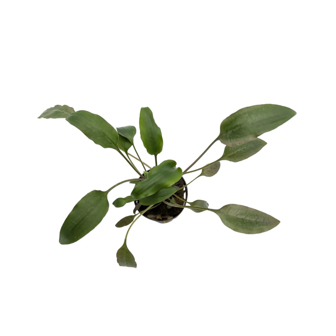 Cryptocoryne walkeri Aquafleur