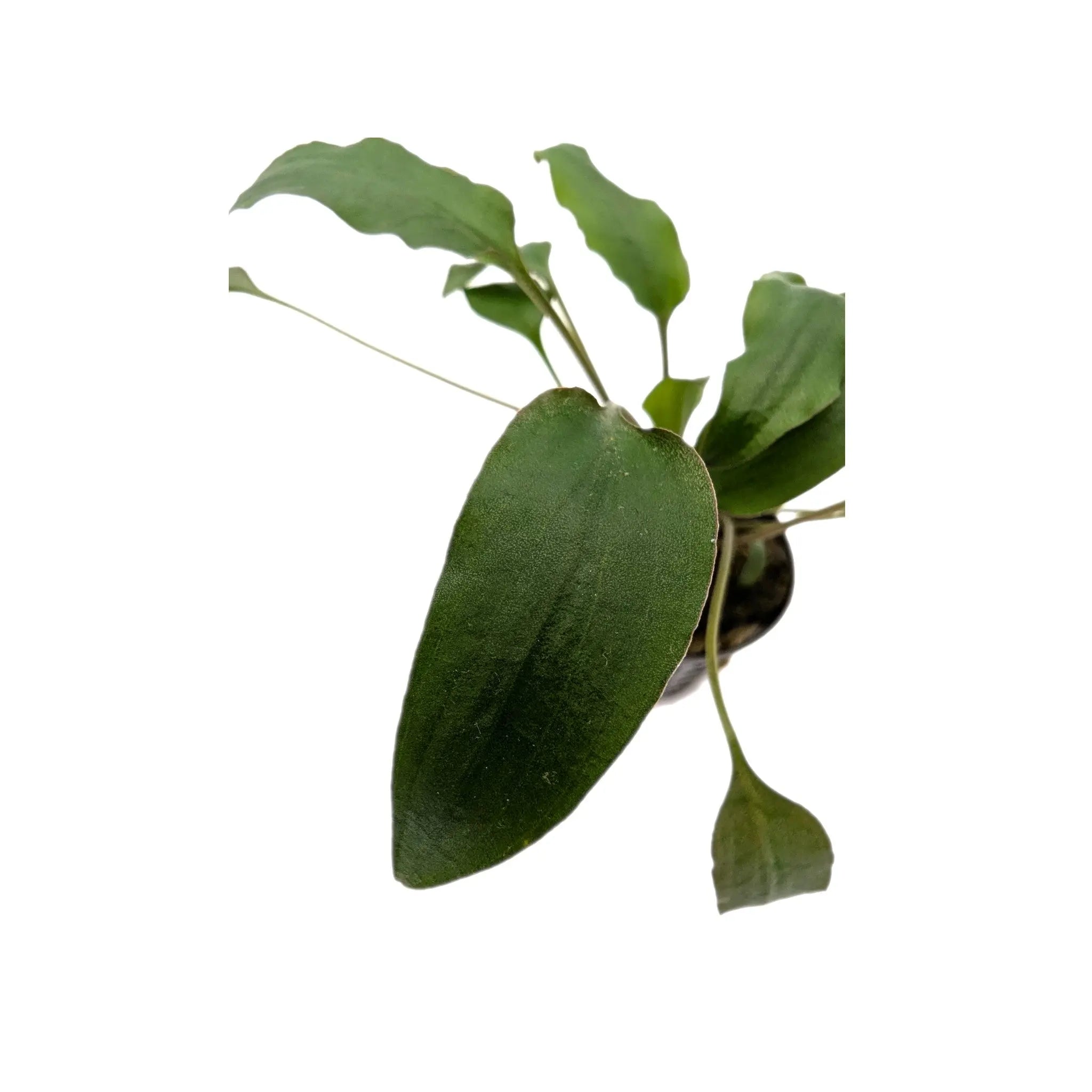 Cryptocoryne walkeri Aquafleur