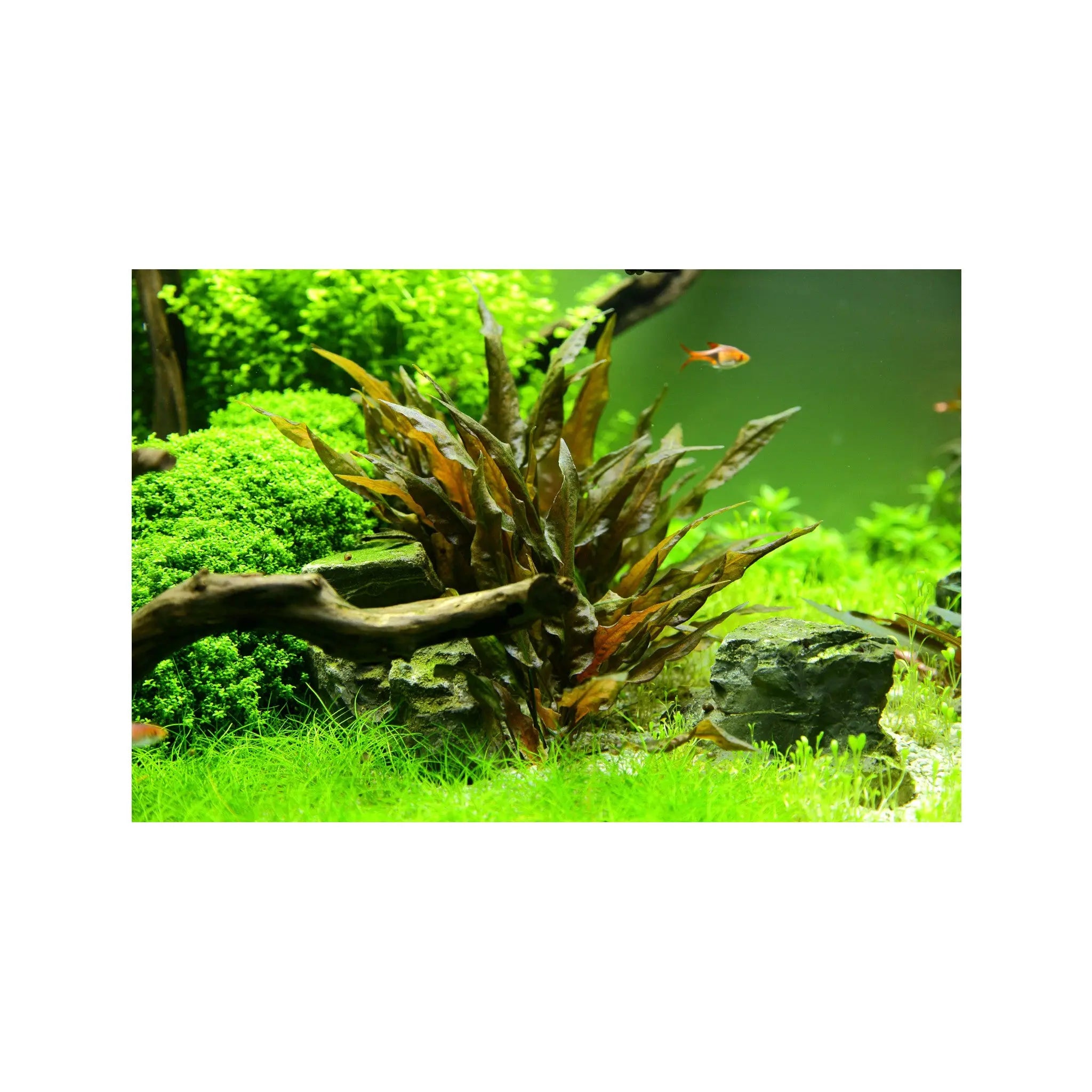 Cryptocoryne wendtii Tropica (Crypt Bronze) Tropica
