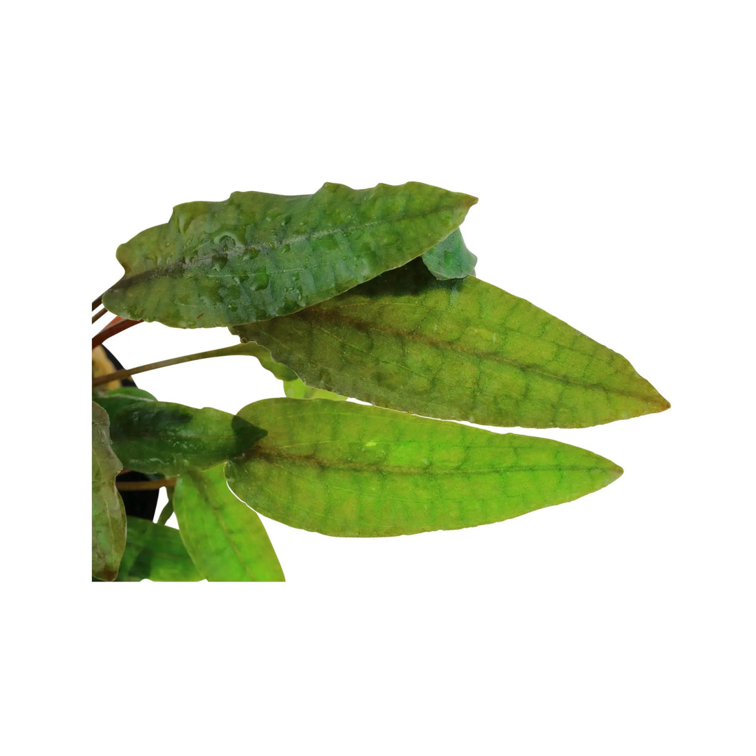 Cryptocoryne wendtii Tropica (Crypt Bronze) Tropica