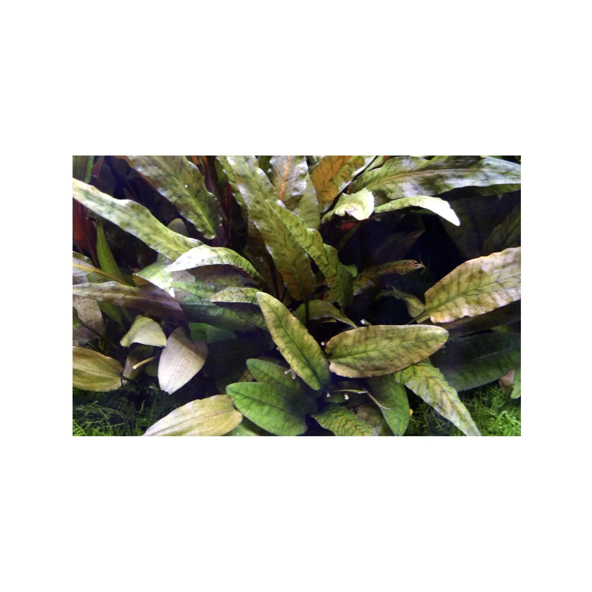 Cryptocoryne wendtii Tropica (Crypt Bronze) Tropica