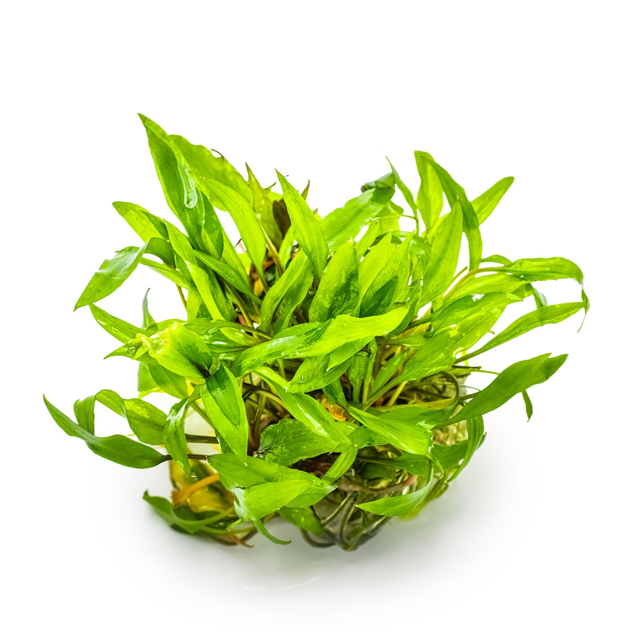 Tropica Cryptocoryne wendtii &