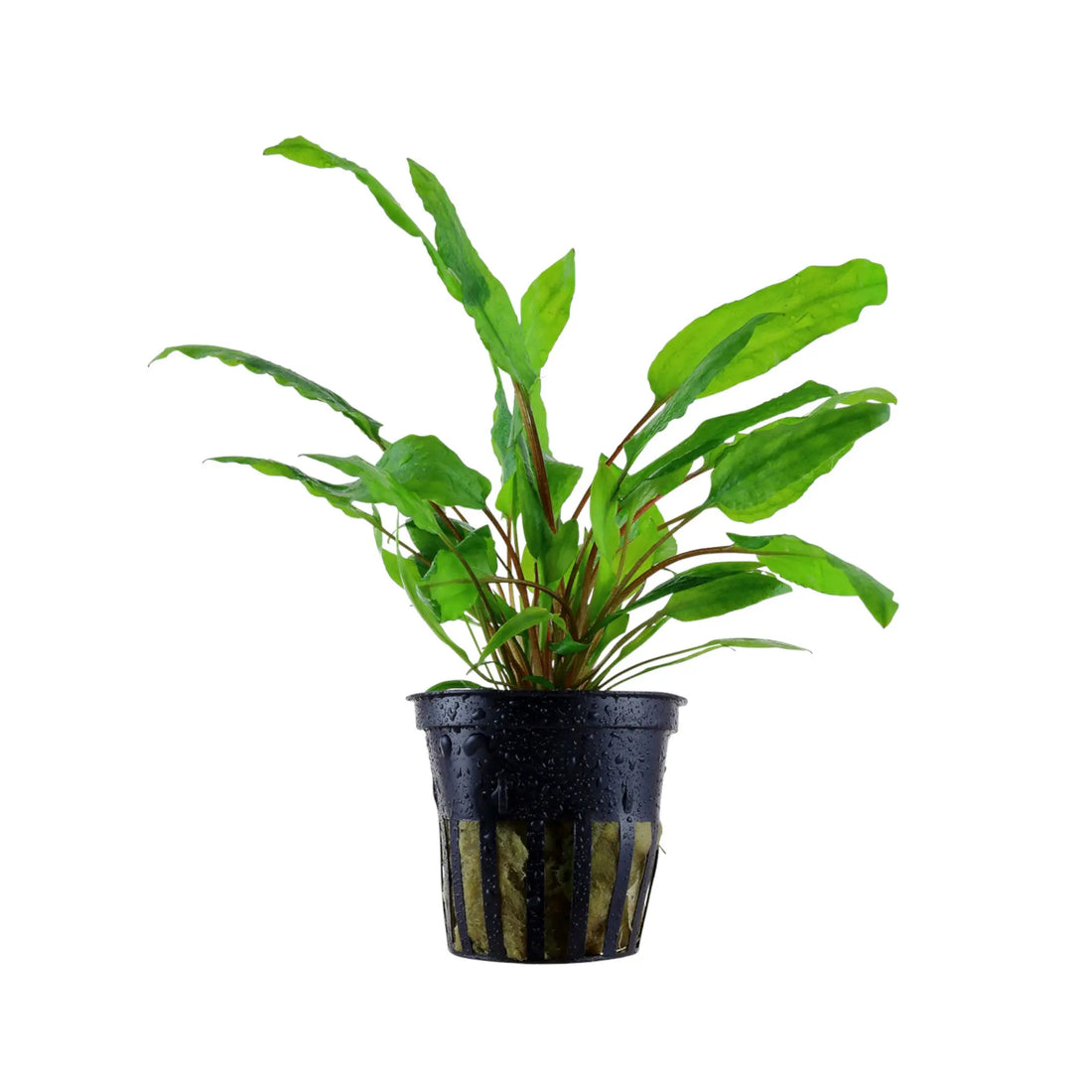 Cryptocoryne wendtii green Aquafleur
