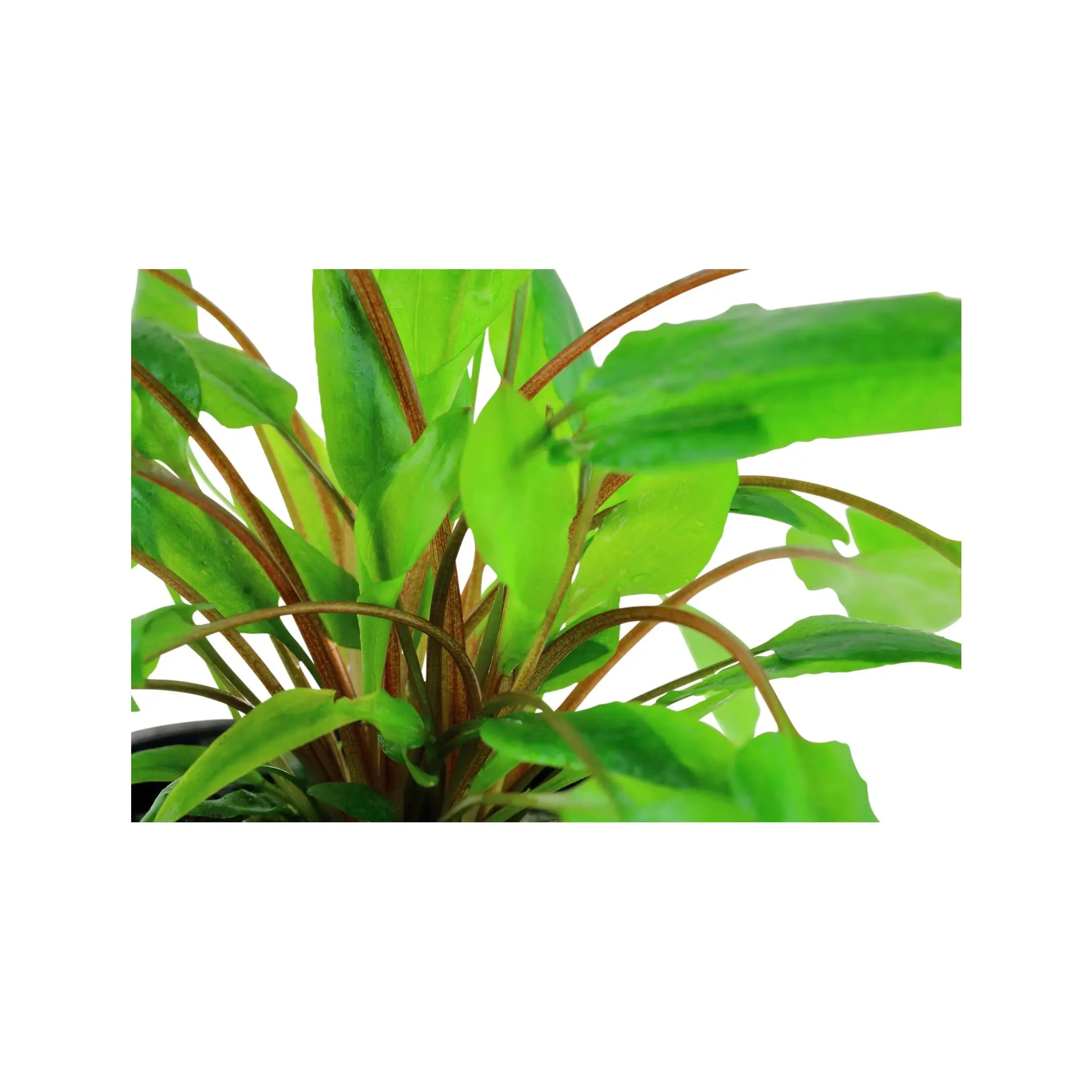 Cryptocoryne wendtii green Aquafleur