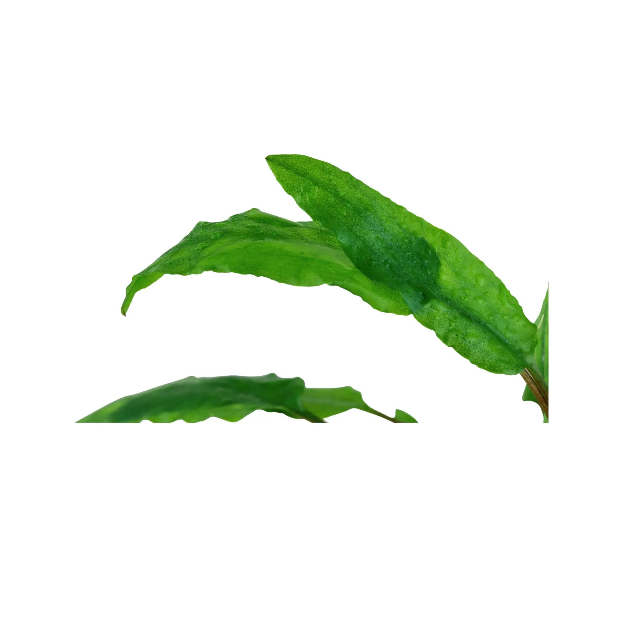 Cryptocoryne wendtii green Aquafleur
