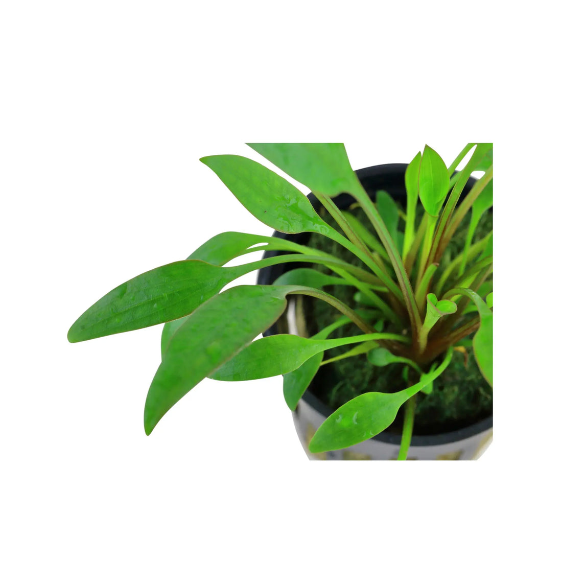 Cryptocoryne x willisii Tropica