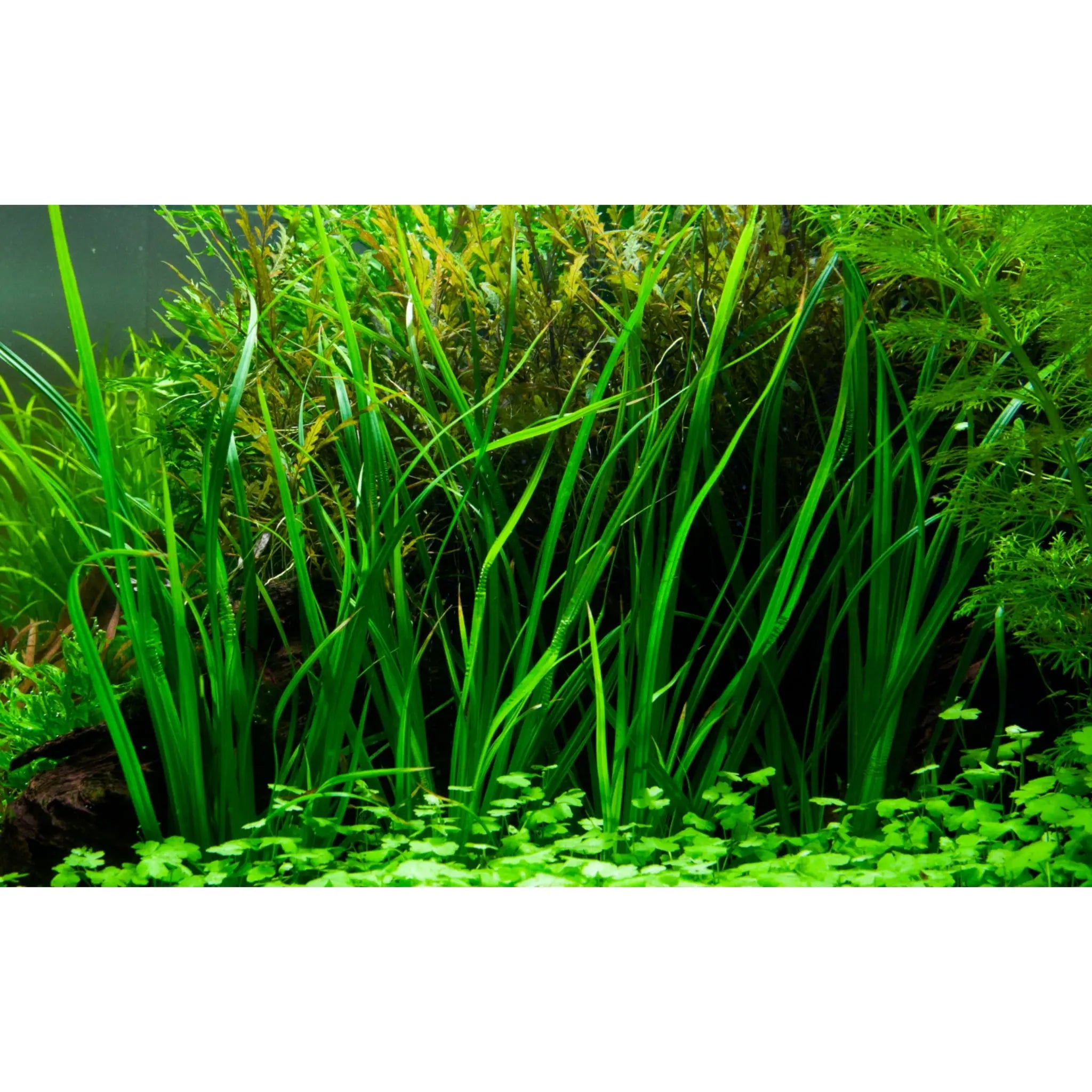 Cyperus helferi - Aqua Essentials