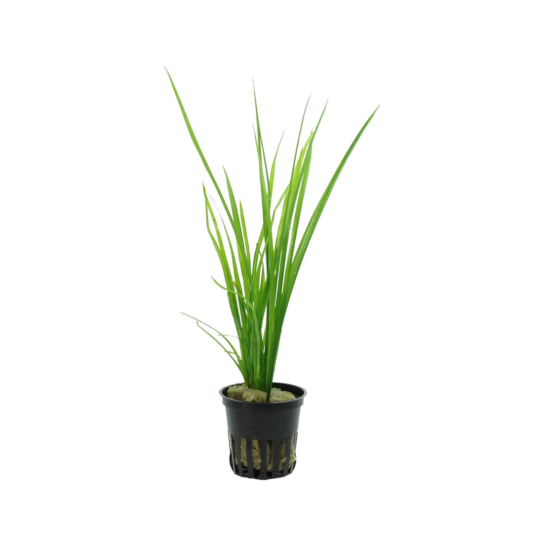 Cyperus helferi Aquafleur