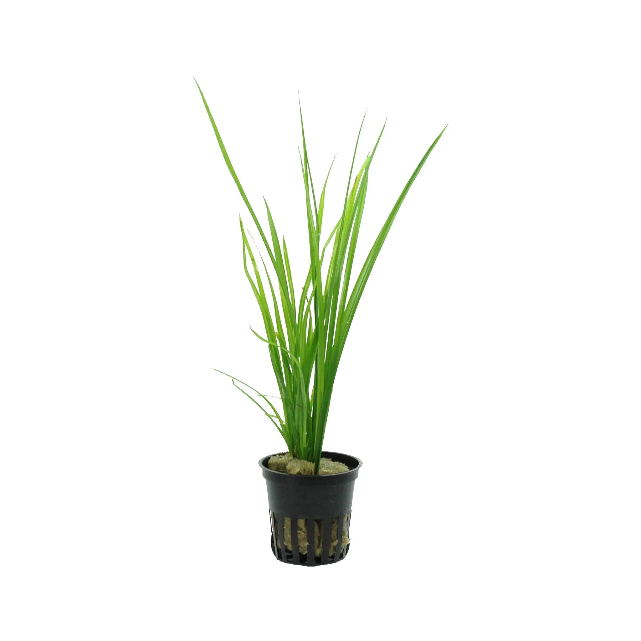 Cyperus helferi Aquafleur