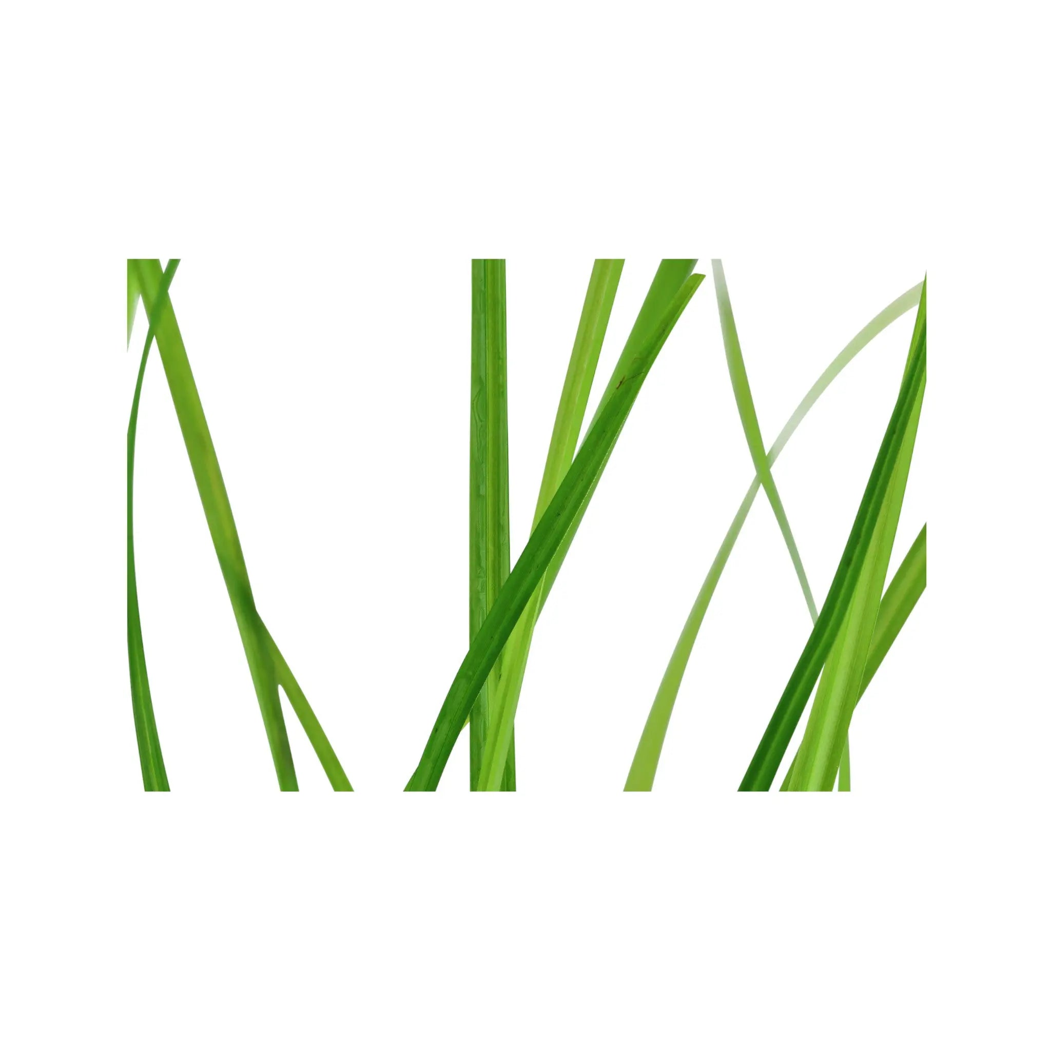 Cyperus helferi Aquafleur