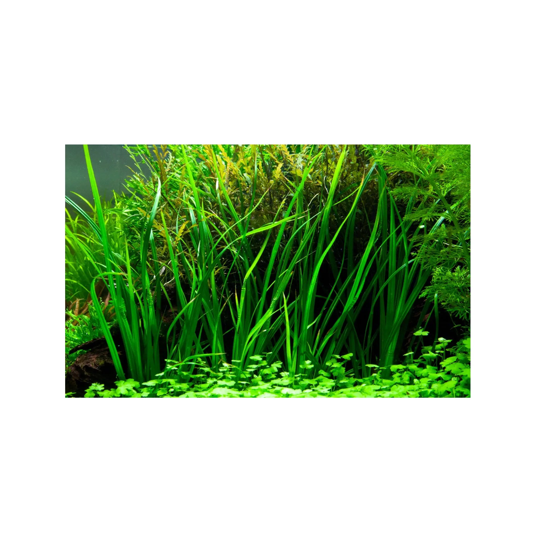 Cyperus helferi Aquafleur