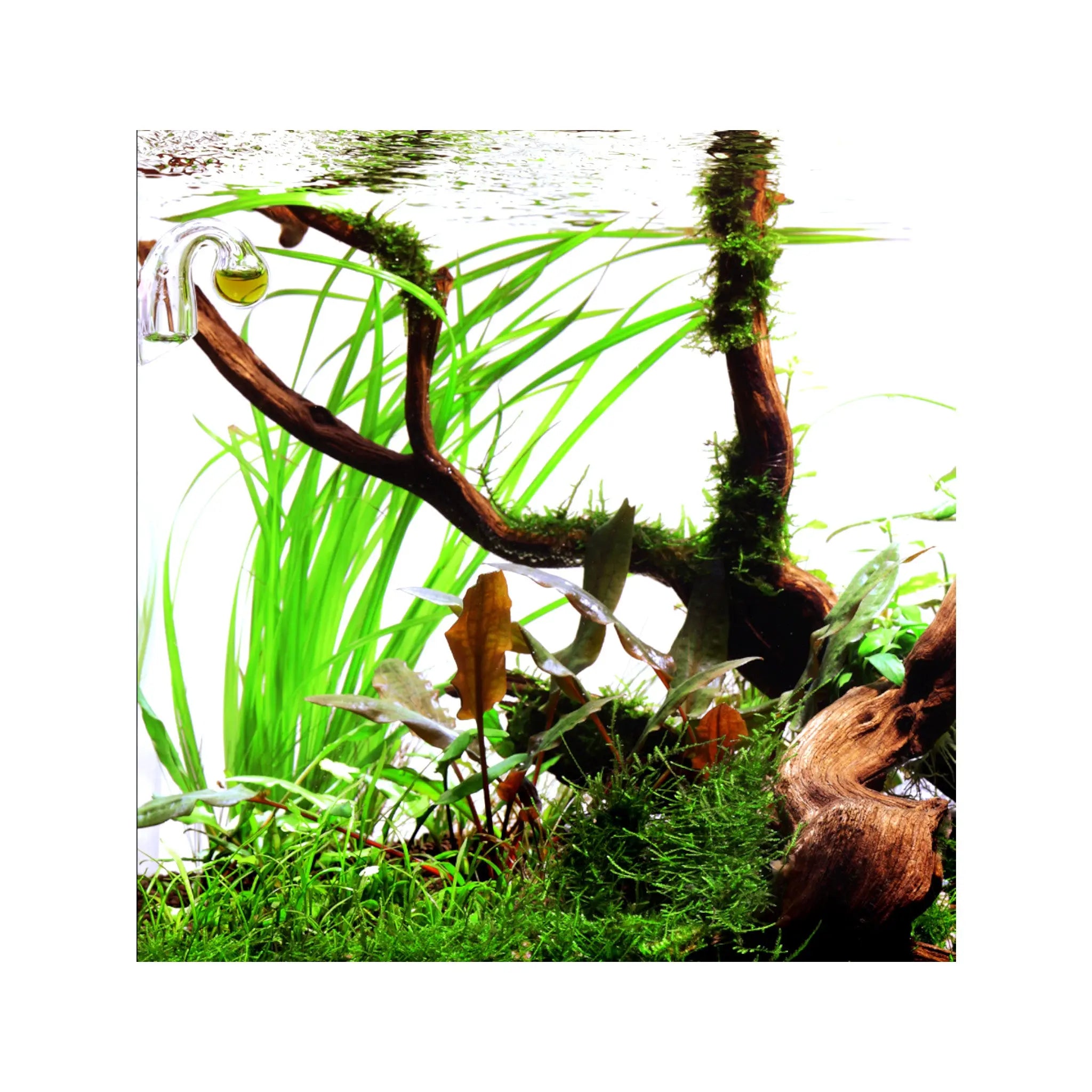 Cyperus helferi Aquafleur