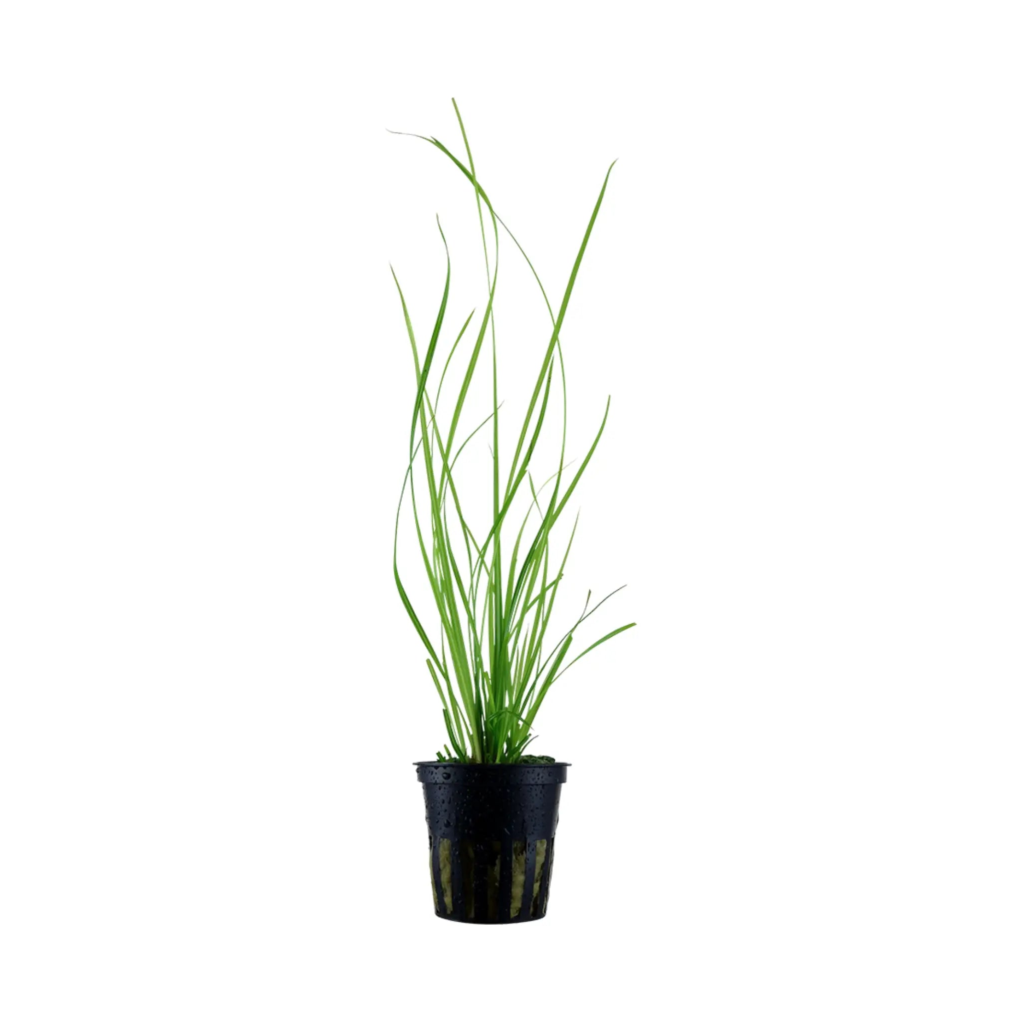 Cyperus helferi Aqua Essentials