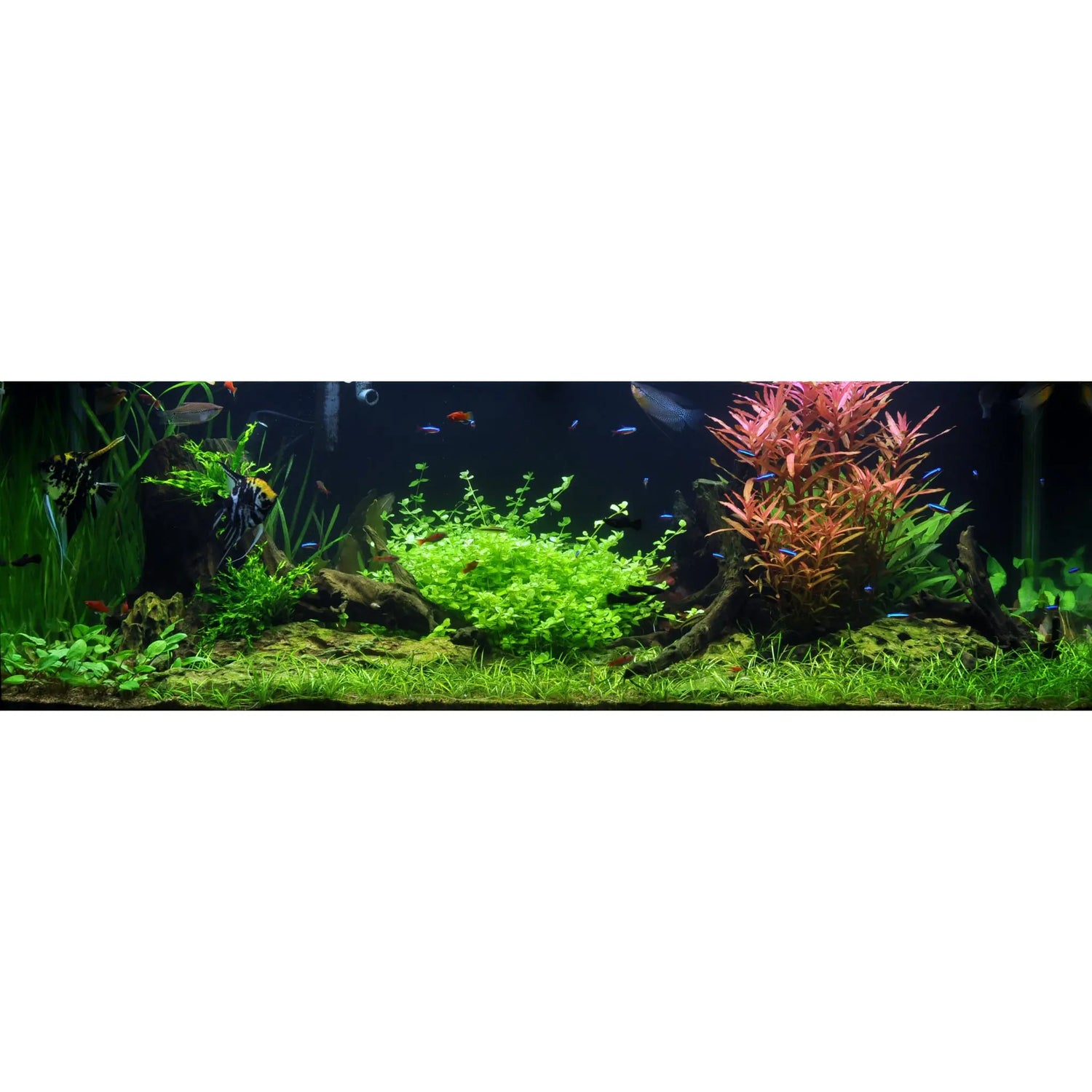 Dragon Stone Rock - 3kg Aqua Essentials