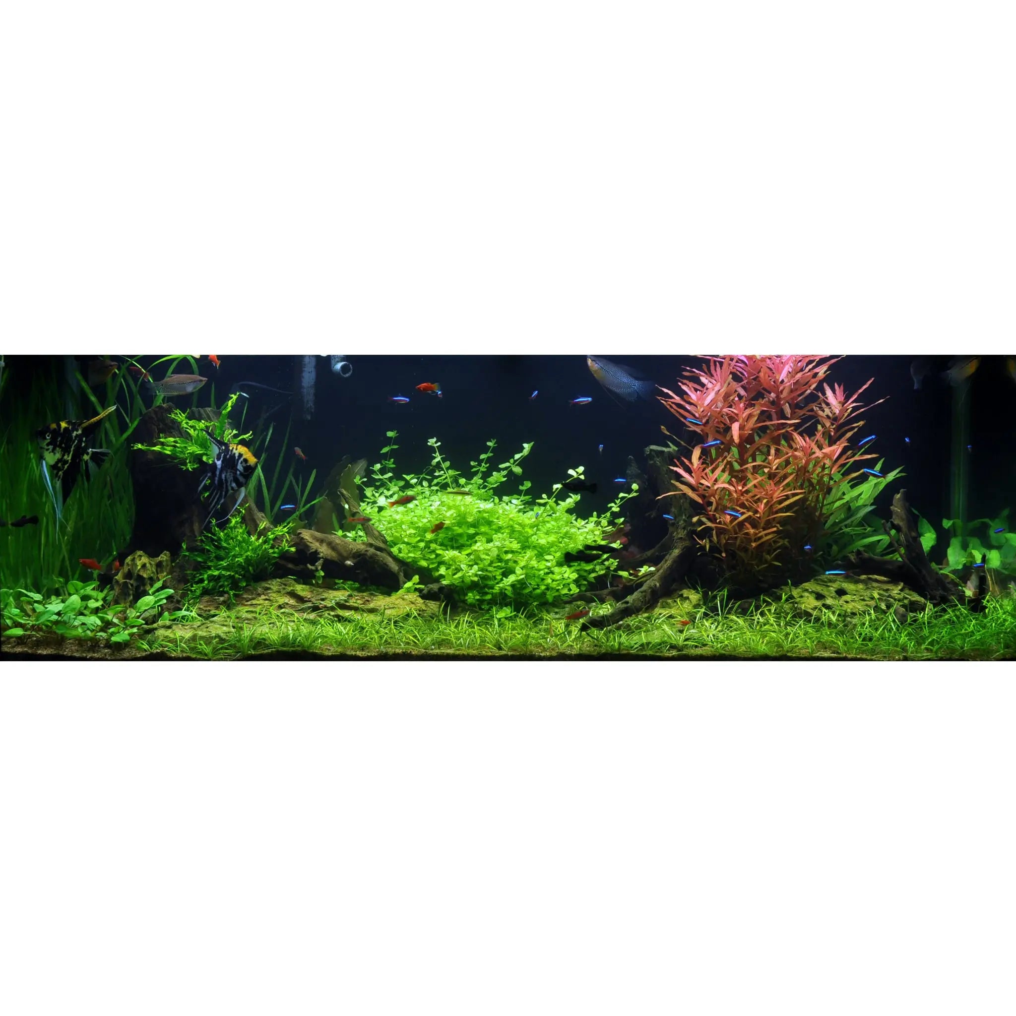 Dragon Stone Rock - 3kg Aqua Essentials
