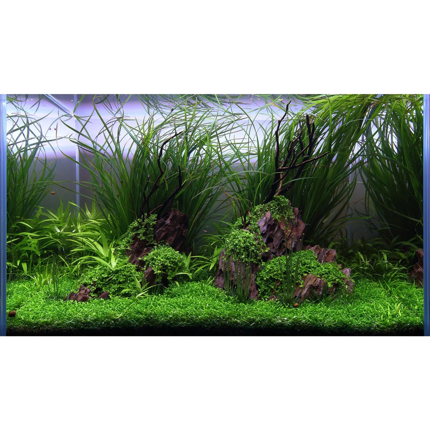 Dragon Stone Rock - 3kg Aqua Essentials
