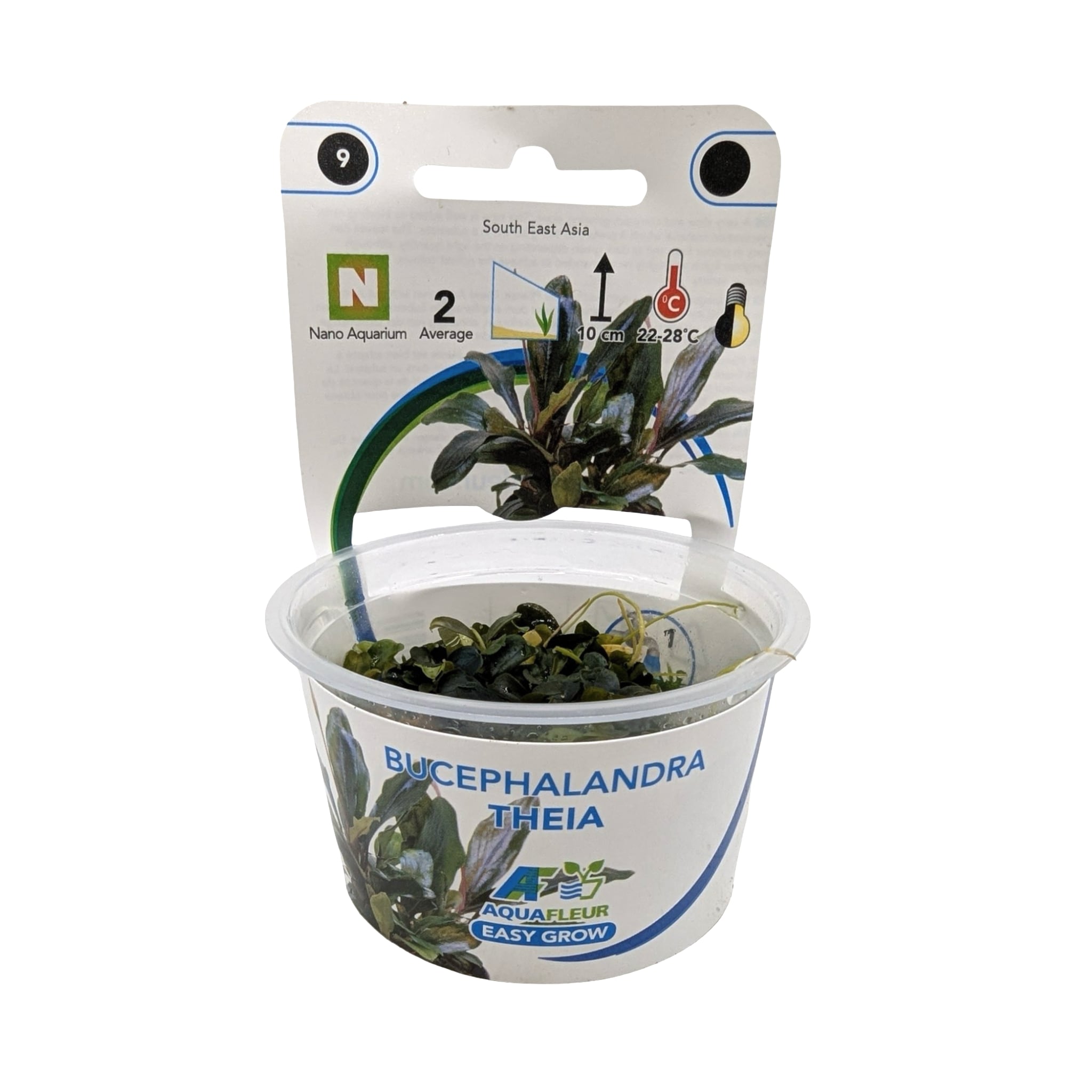 Easy Grow Bucephalandra theia