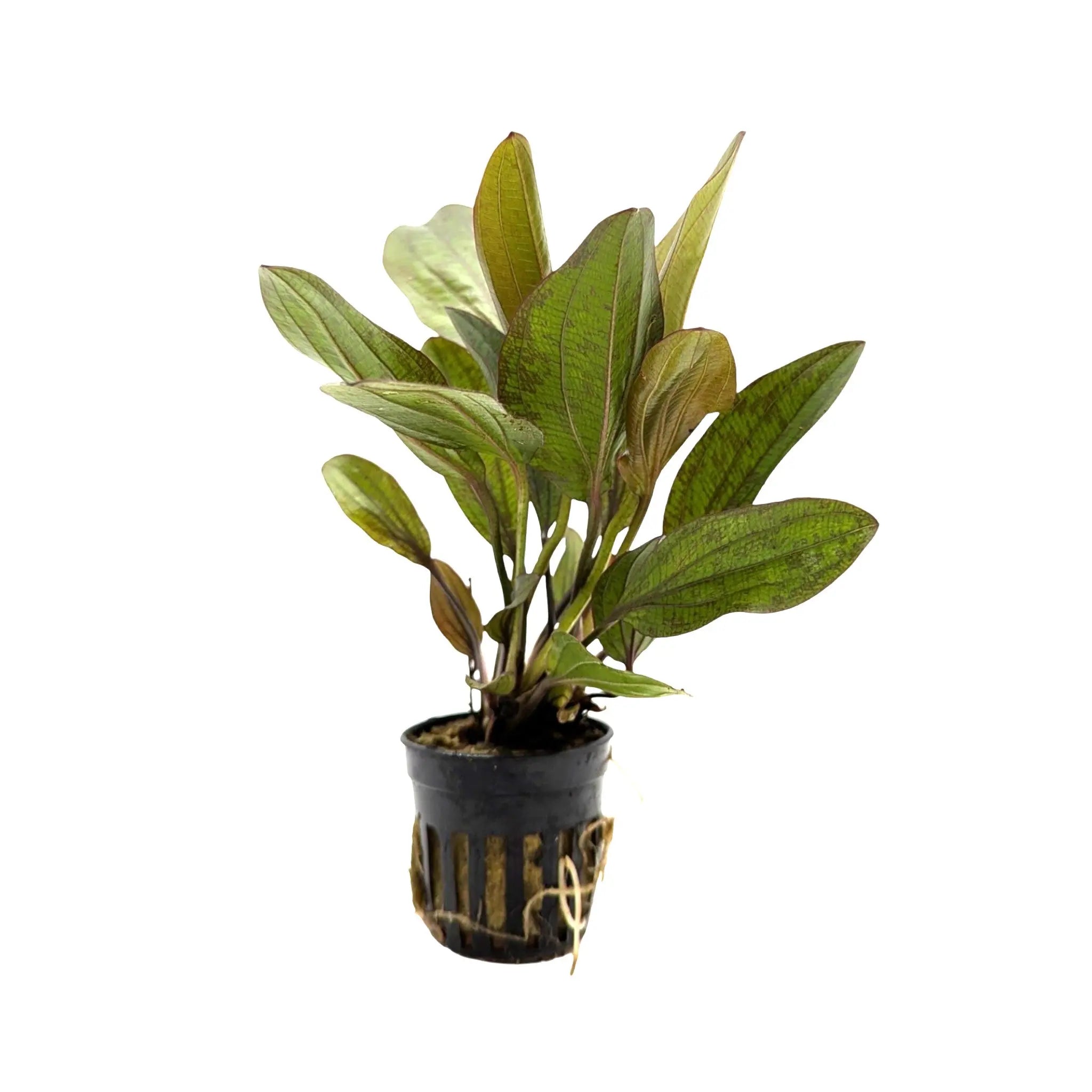 Echinodorus Fancy Twist Aquafleur