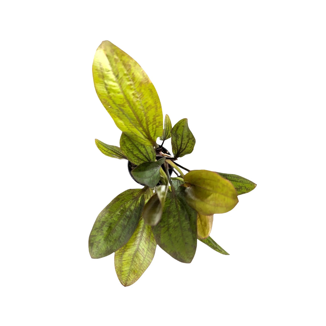 Echinodorus Fancy Twist Aquafleur